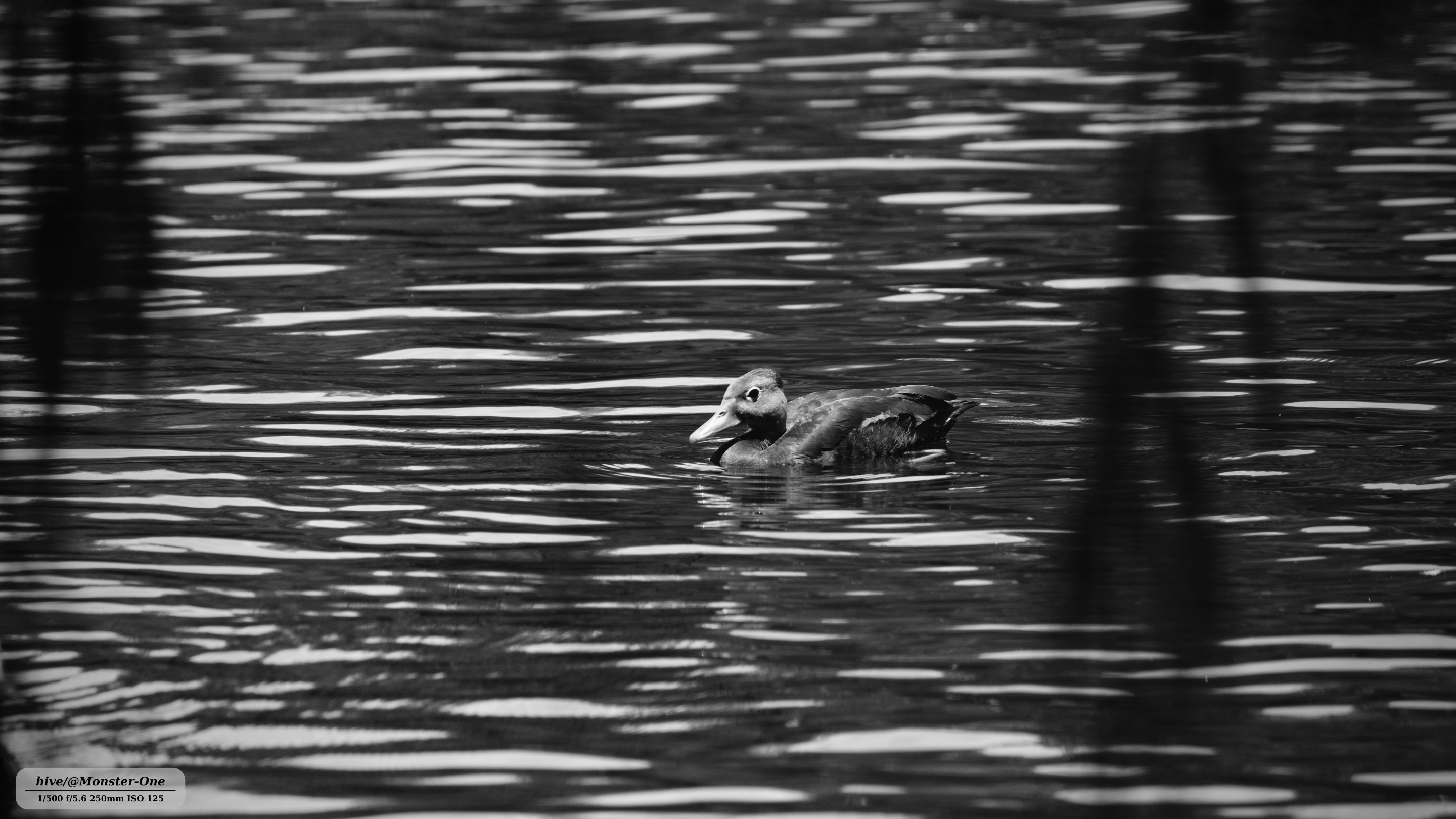 Patos_0005.jpg
