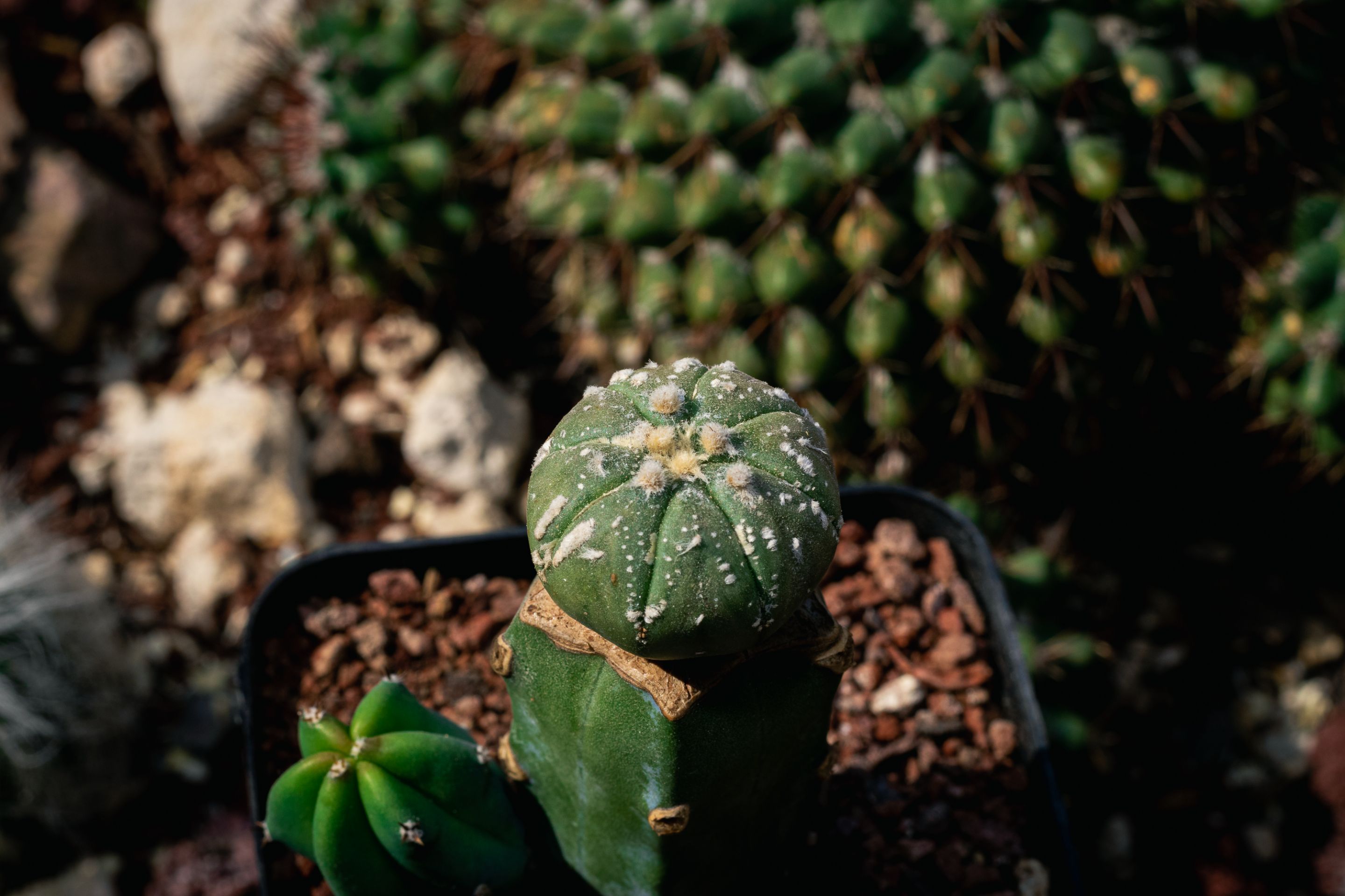 Jardin-11.jpg