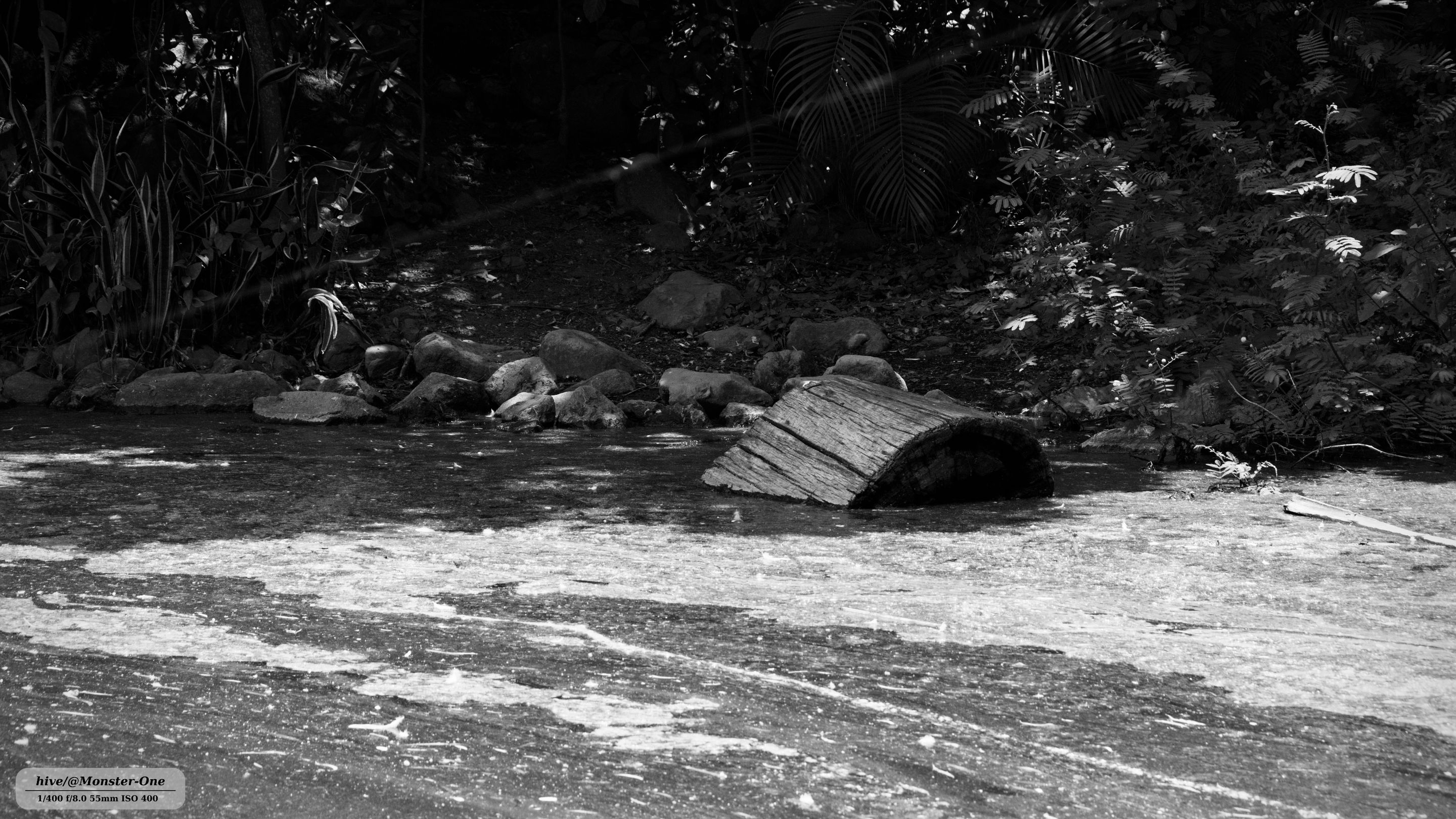 Patos_0008.jpg