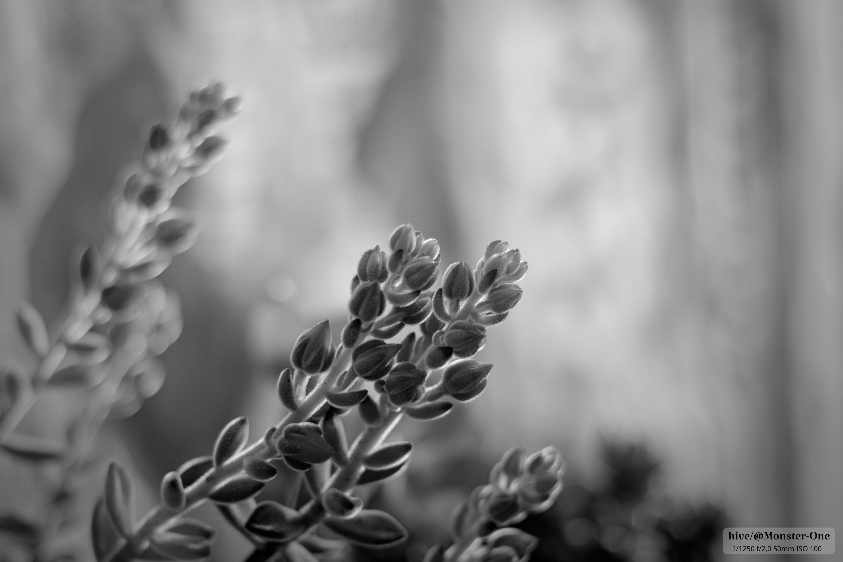 Monomad_garden_0003.jpg
