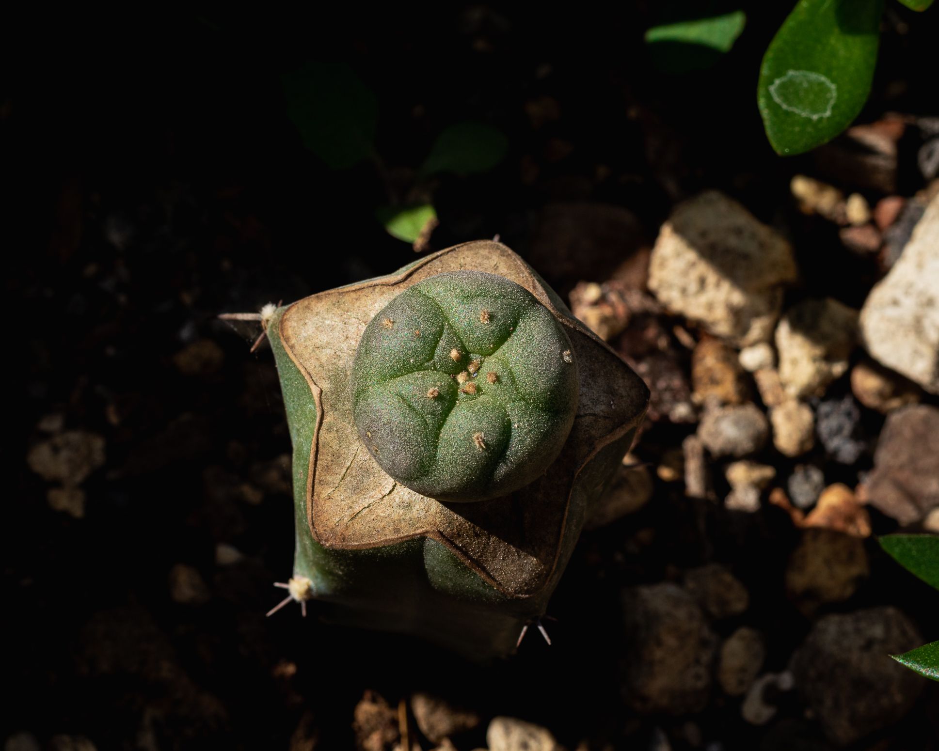 Jardin-10.jpg