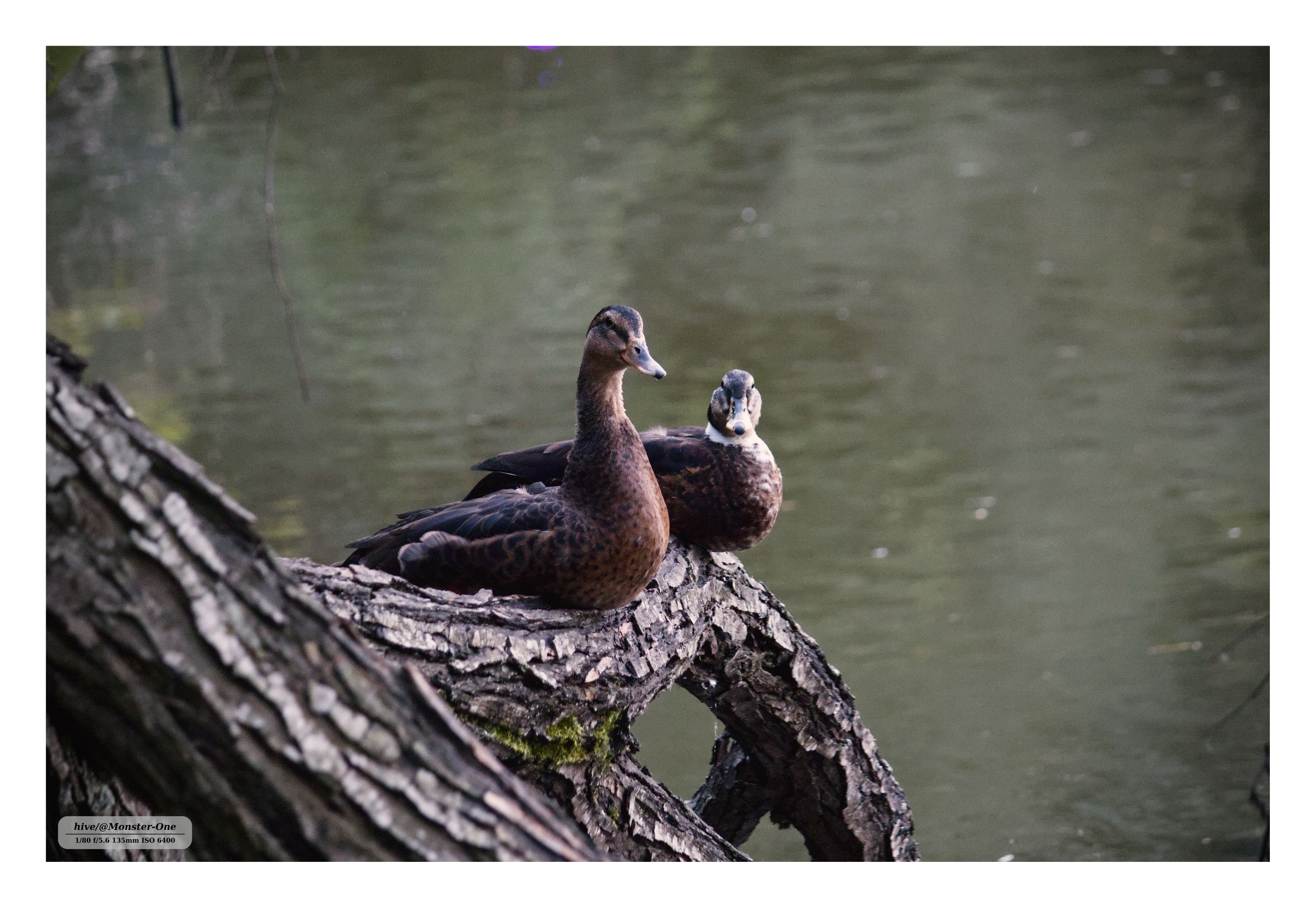 photofeed_wildlife_0001.jpg