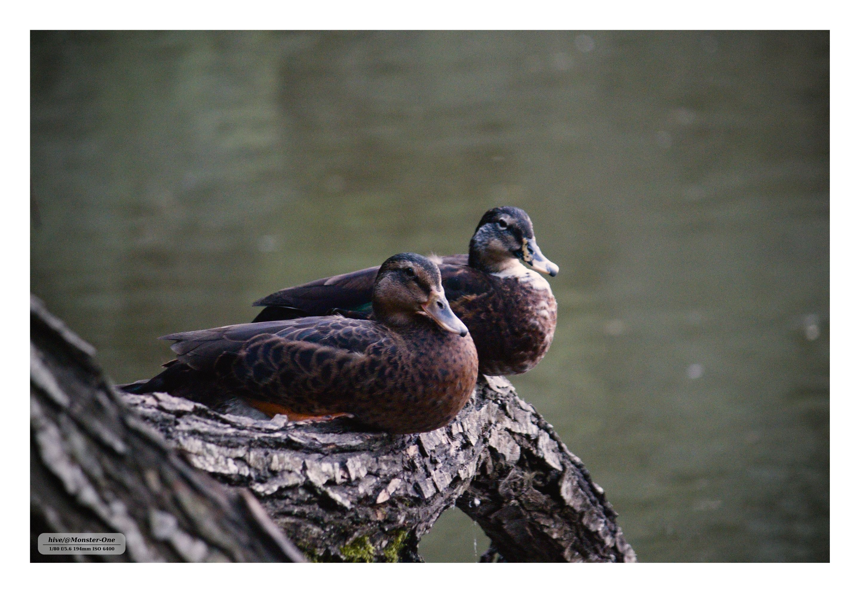 photofeed_wildlife_0002.jpg