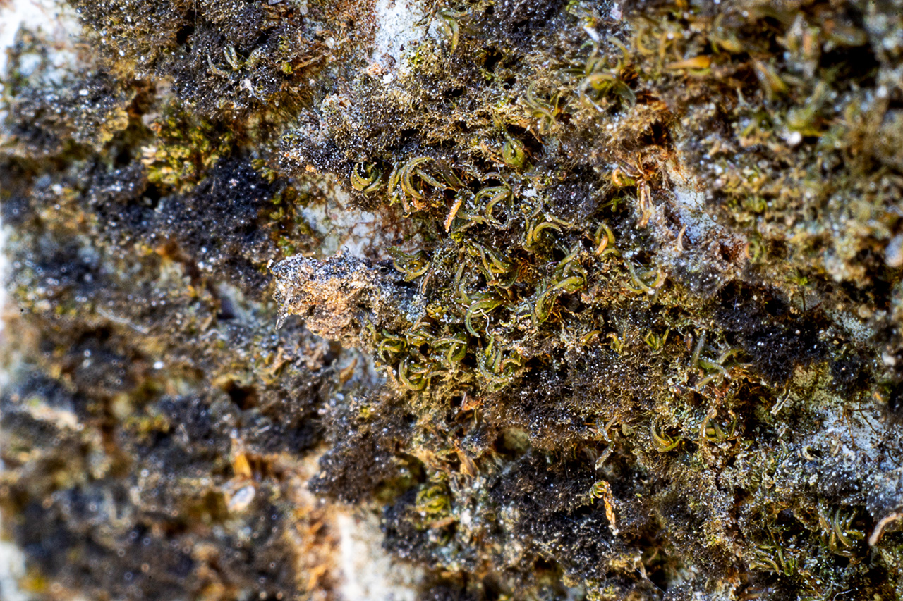 macros_test7.jpg