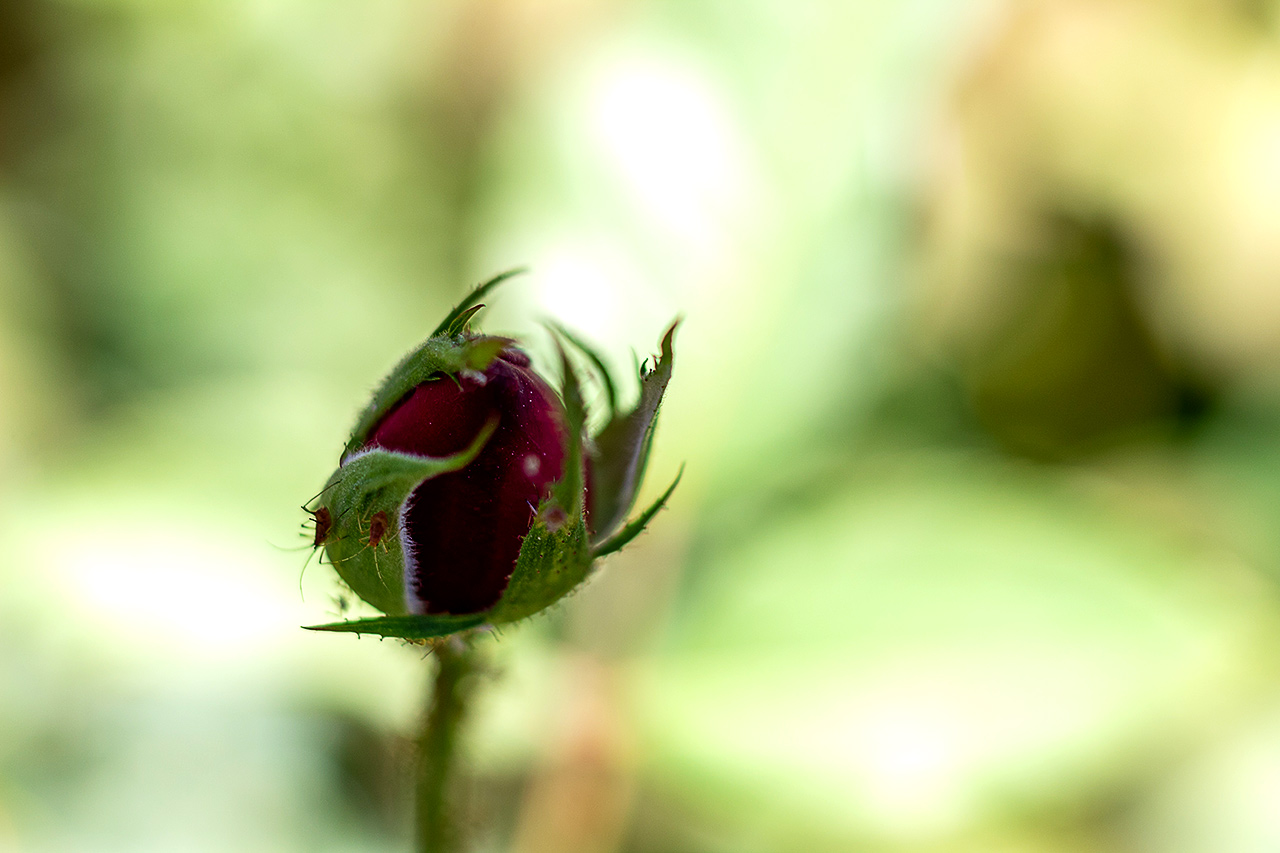 macros_test4.jpg