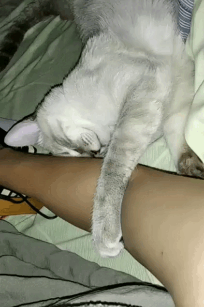 video4913785857590166003.gif