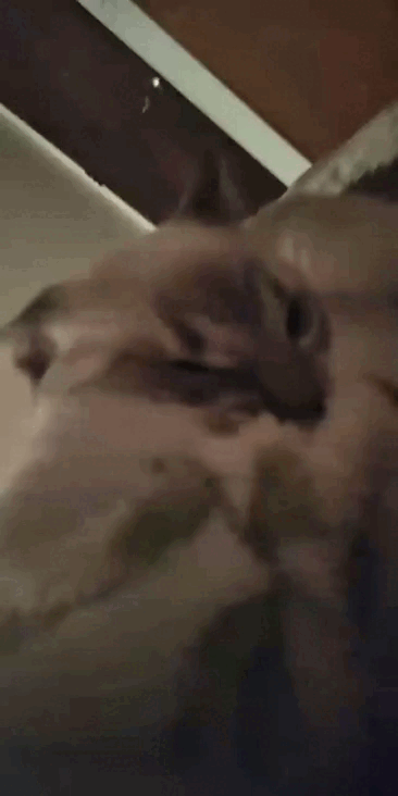 video4913785857590166005.gif