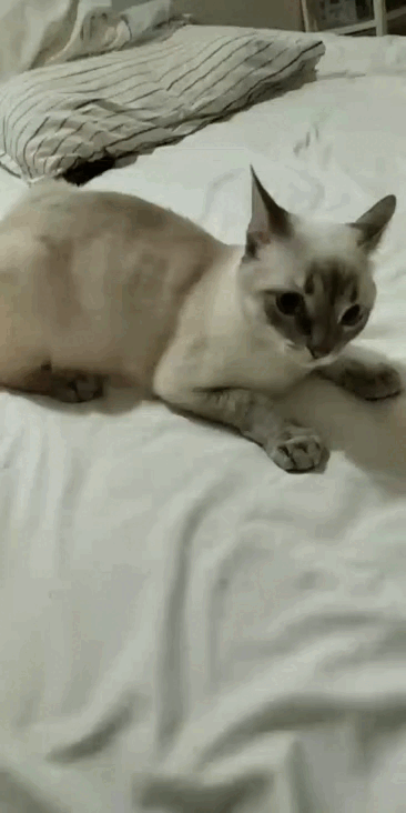 video4913785857590166004.gif
