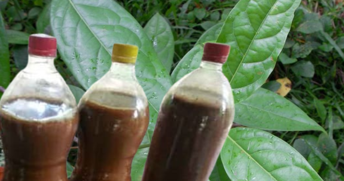 Ayahuasca bottles.png