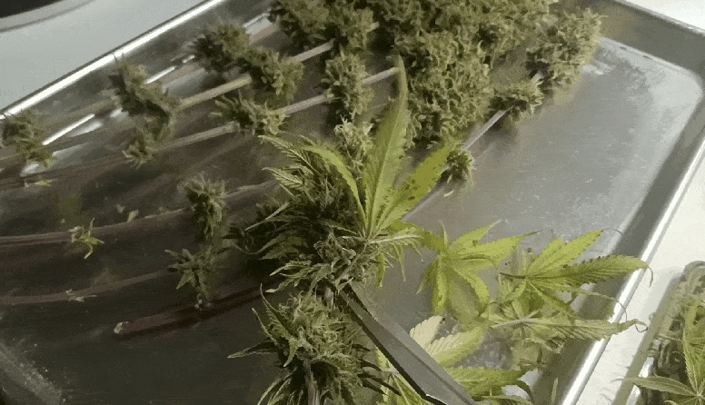 Media_231015_103807.gif