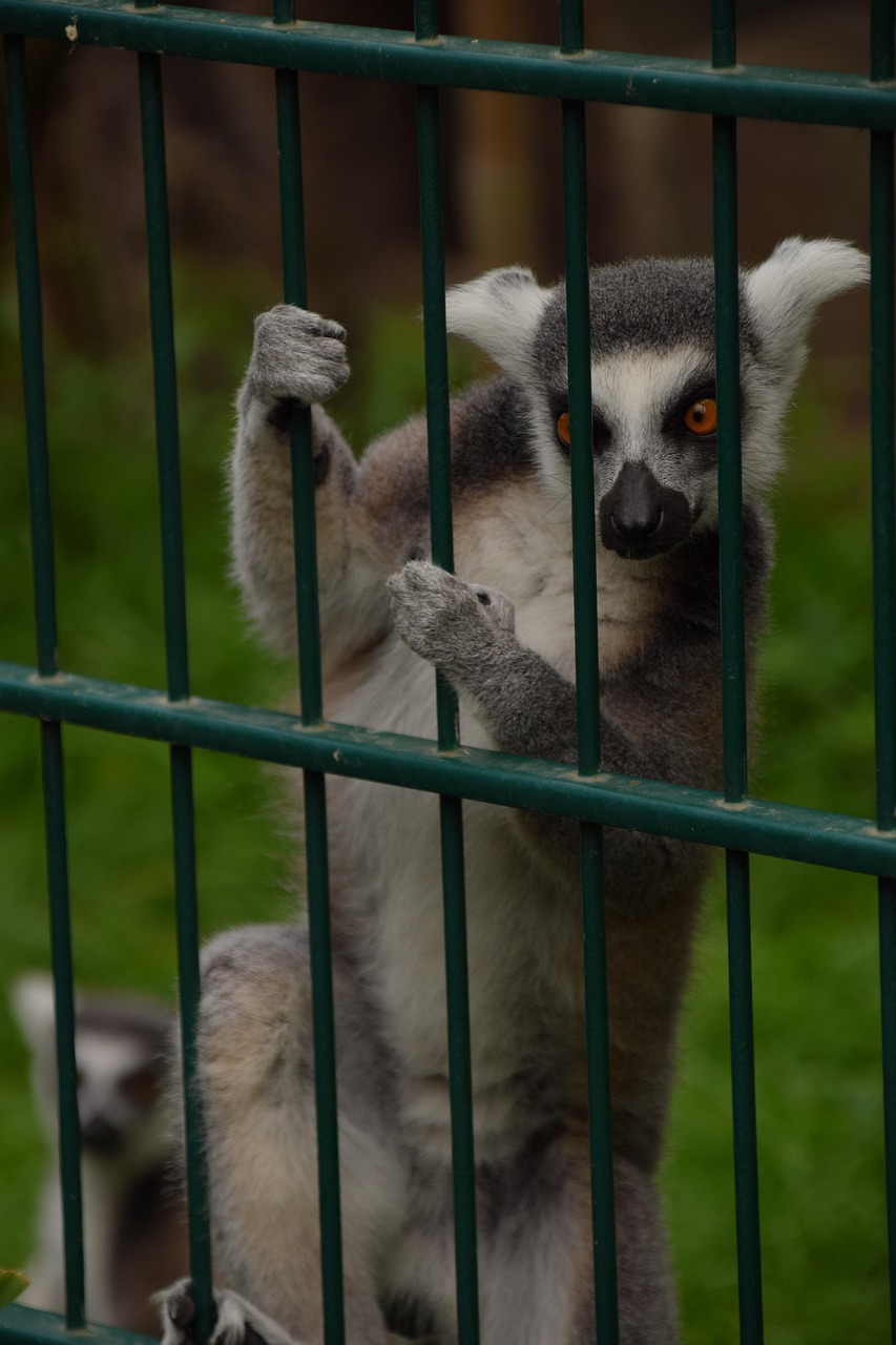 lemur-6520353_1280.jpg