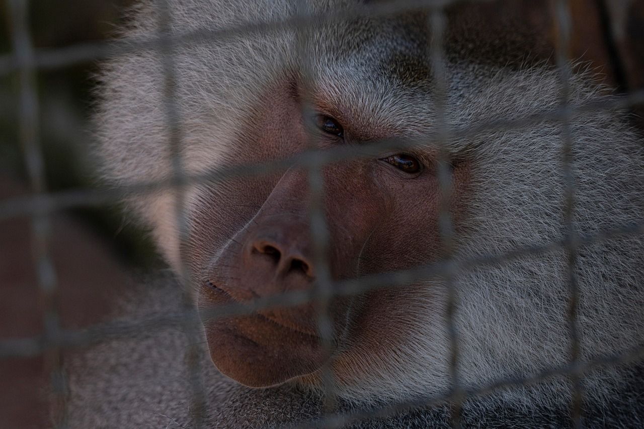 hamadryas-baboon-6629805_1280.jpg