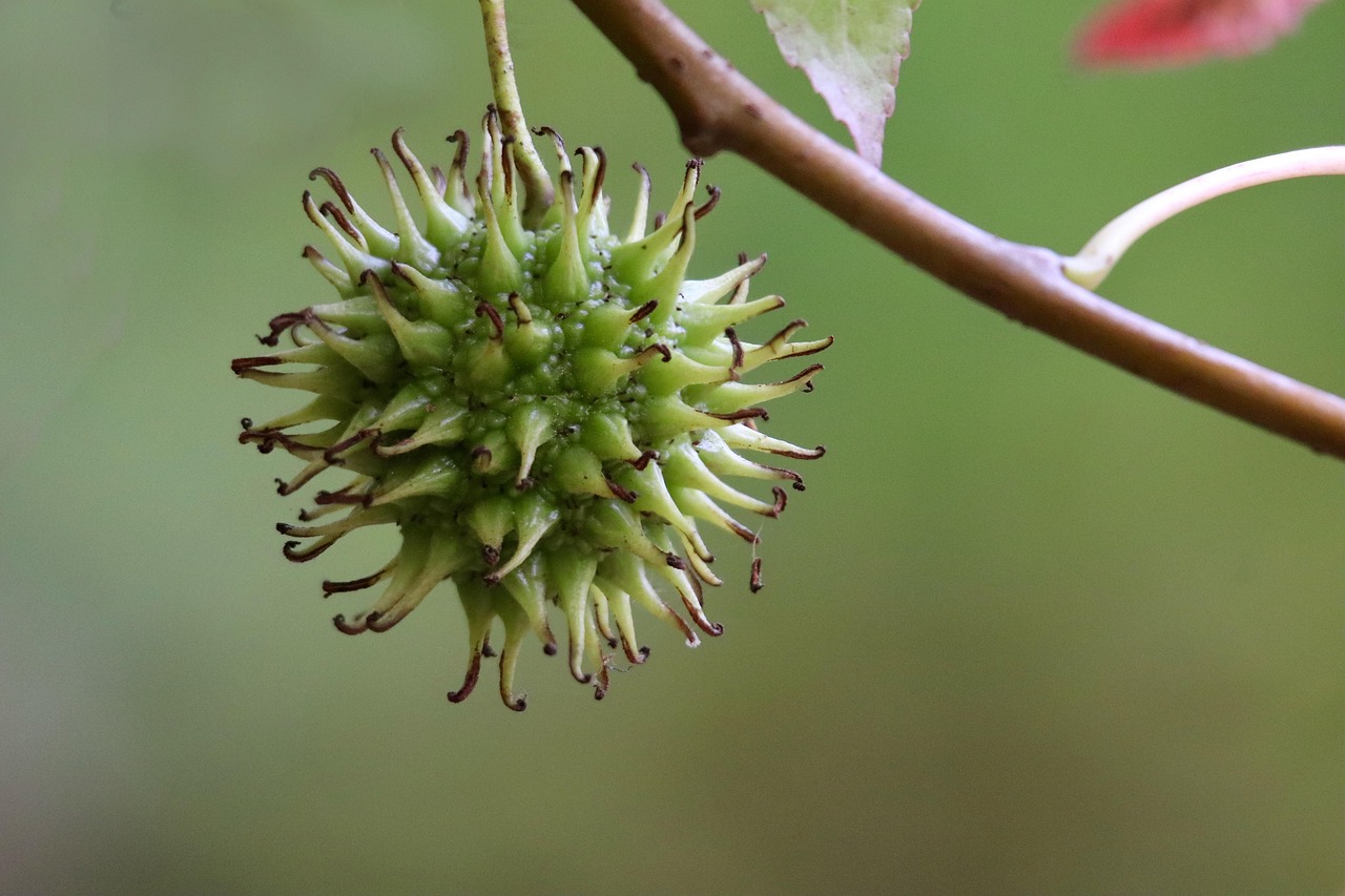 sweetgum-8405110_1280.jpg