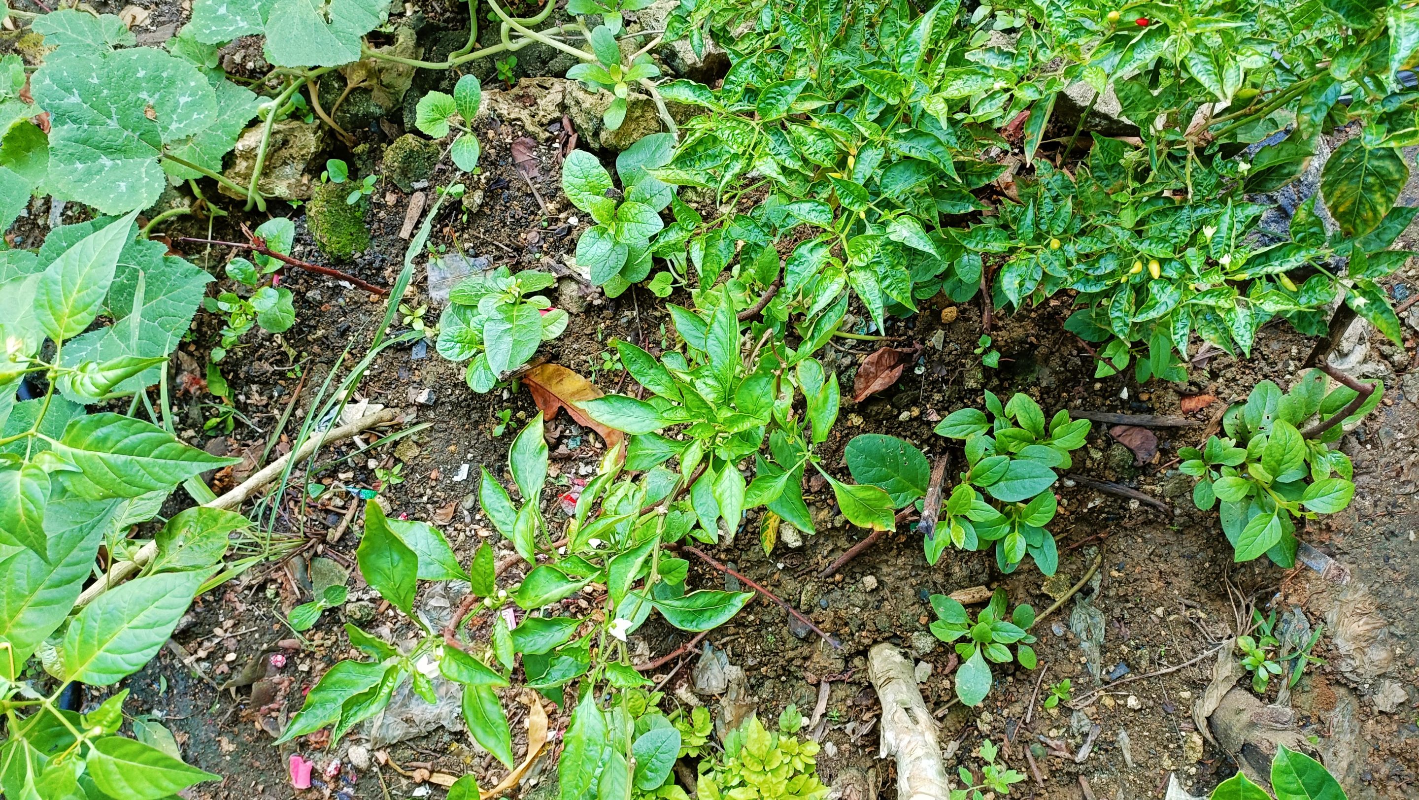 IMG_20231017_115624.jpg