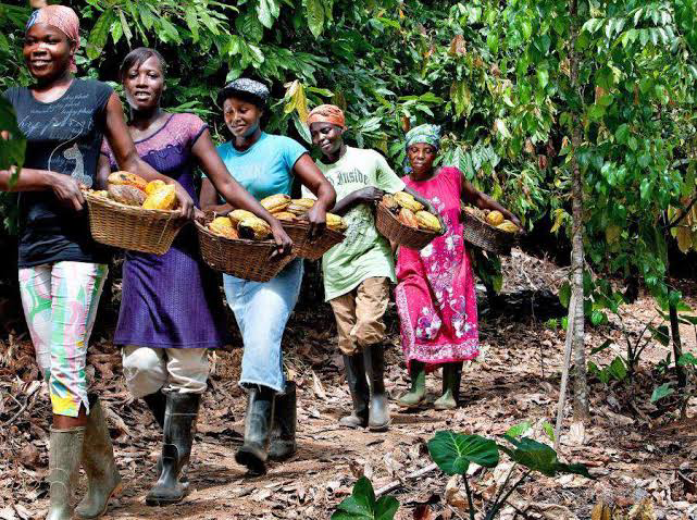 @mrhive001/top-cocoa-producing-country-ivory-coast-plans-to-revitalize-their-forest-with-15billion-dollars-and-therefore-seeks-support