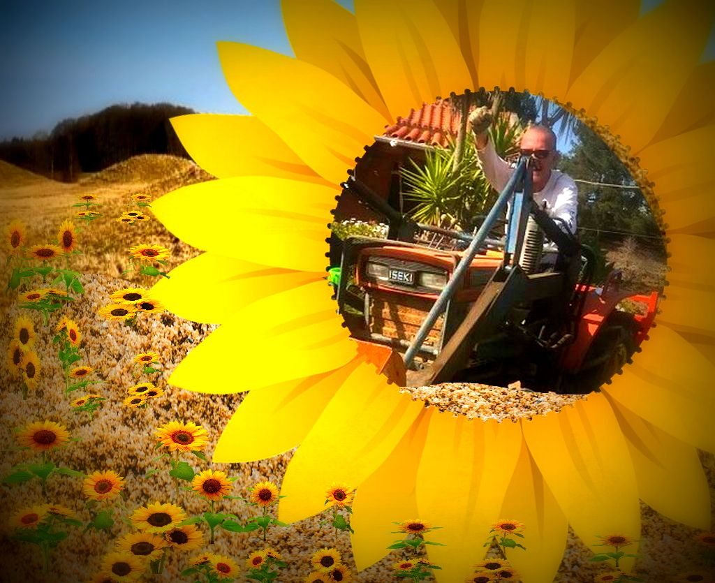 sunny bearbeitet.jpg