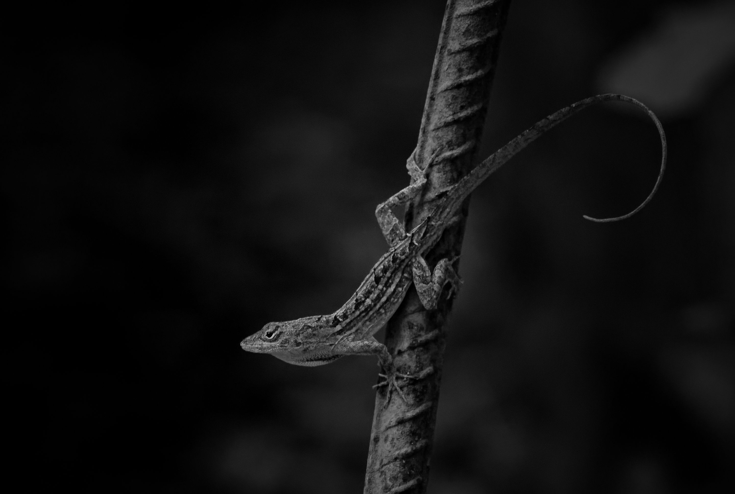 _DSC9527-NEF_DxO_PRIME.jpg