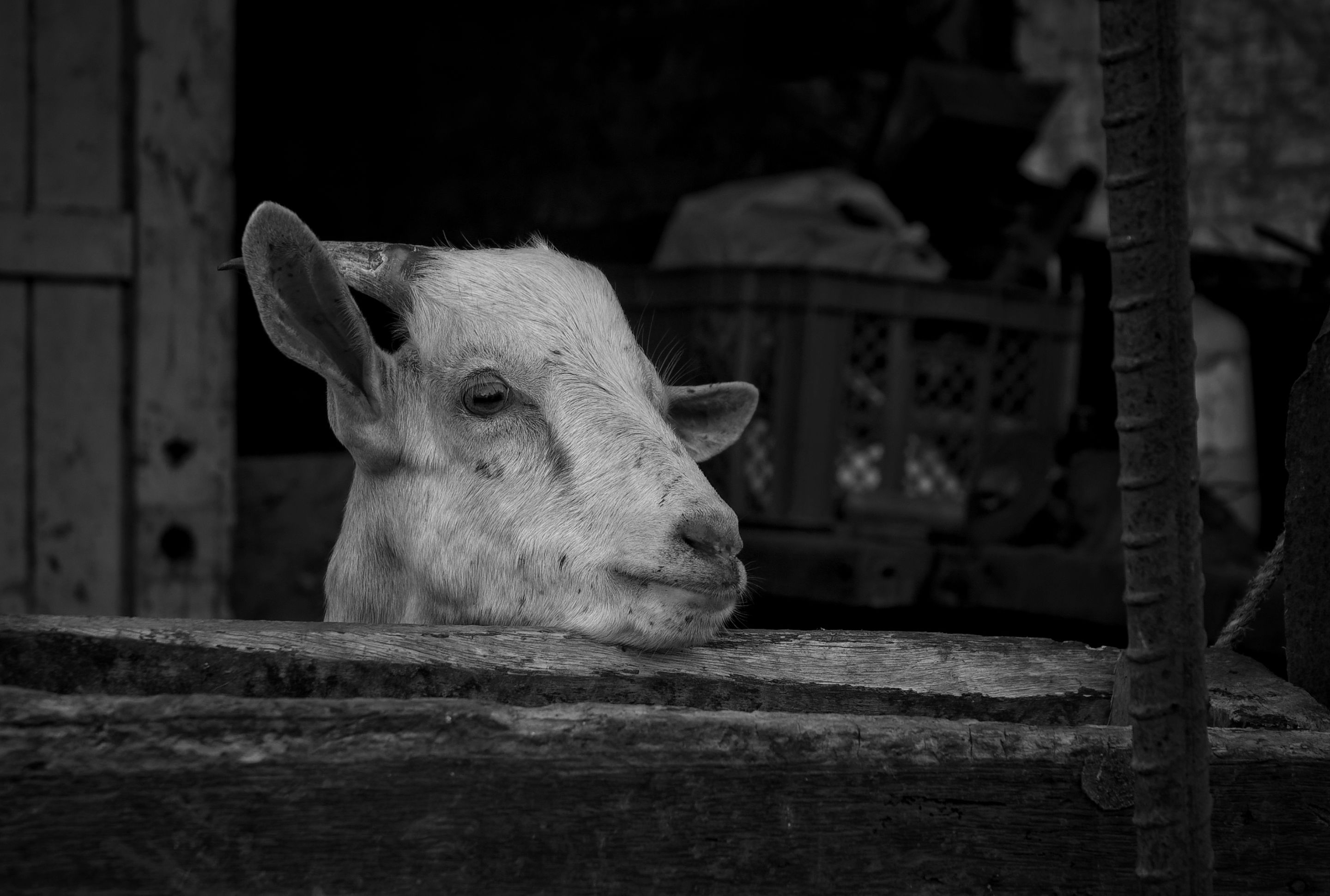 _DSC7780-NEF_DxO_PRIME (1).jpg