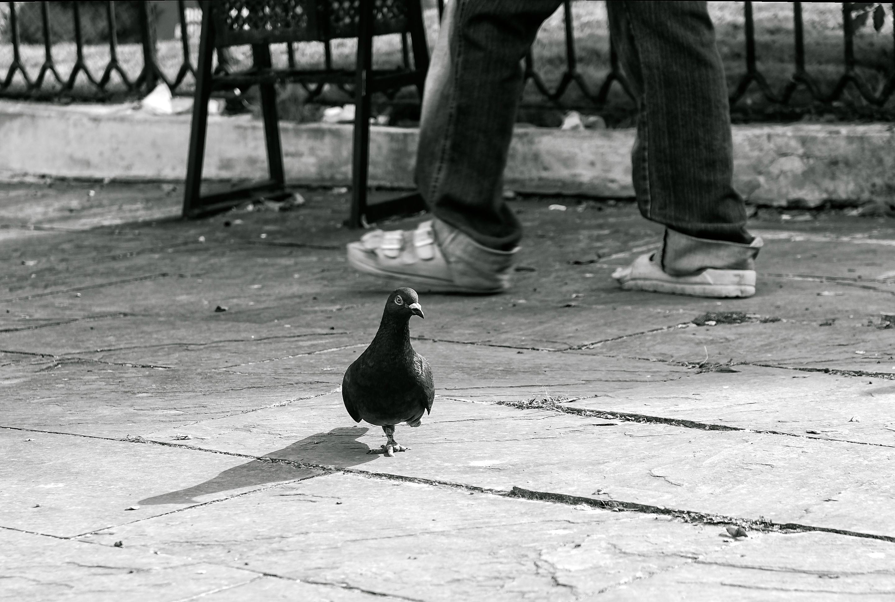 _DSC0784-NEF_DxO_PRIME como objeto inteligente-1 copia.jpg