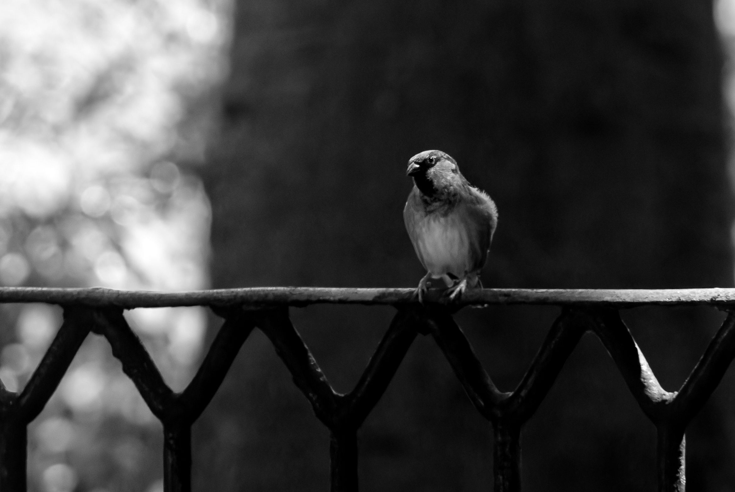 _DSC7722-NEF_DxO_DeepPRIMEXD.jpg