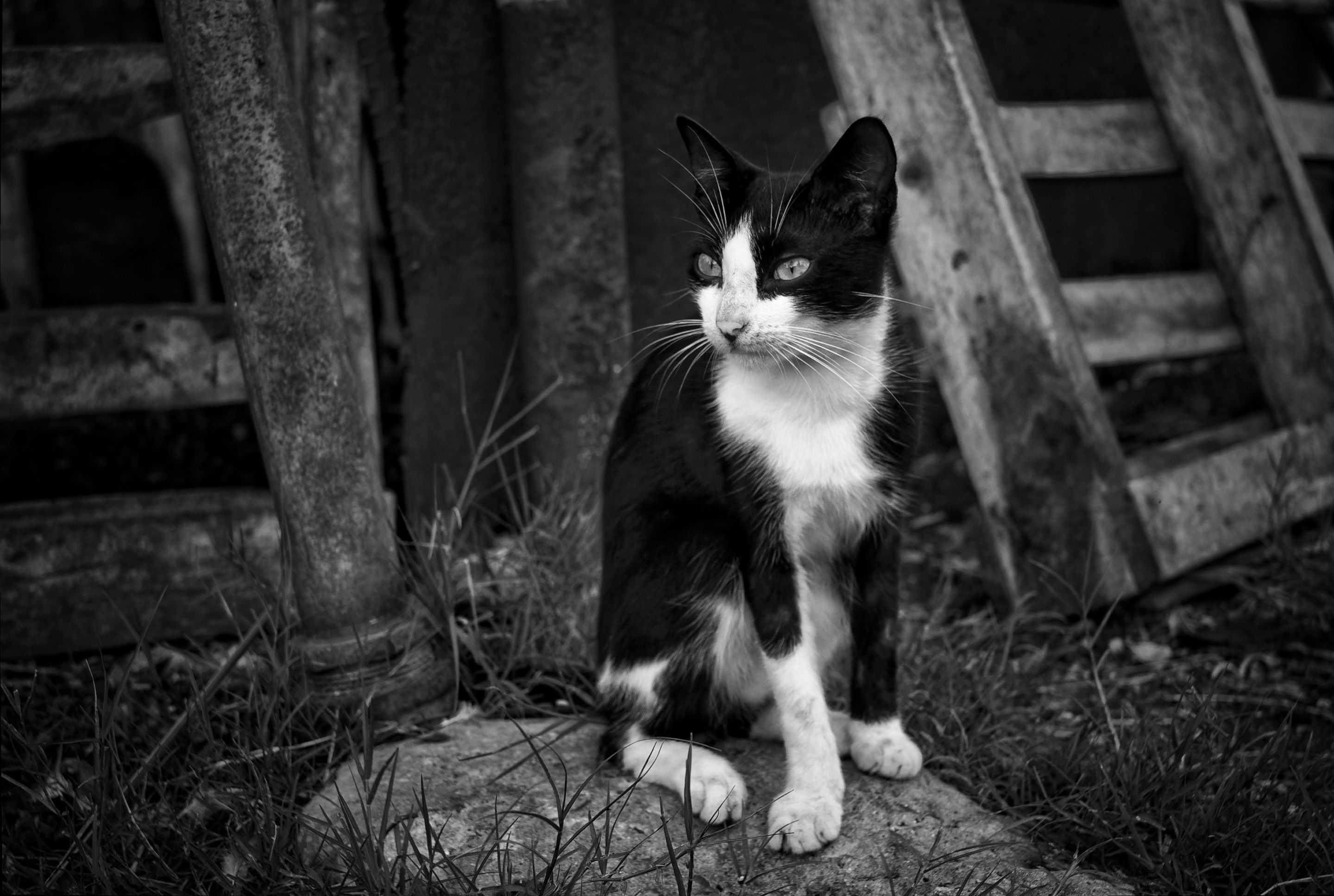 _DSC7784-NEF_DxO_PRIME.jpg