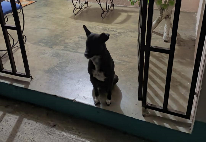mi Perro.png