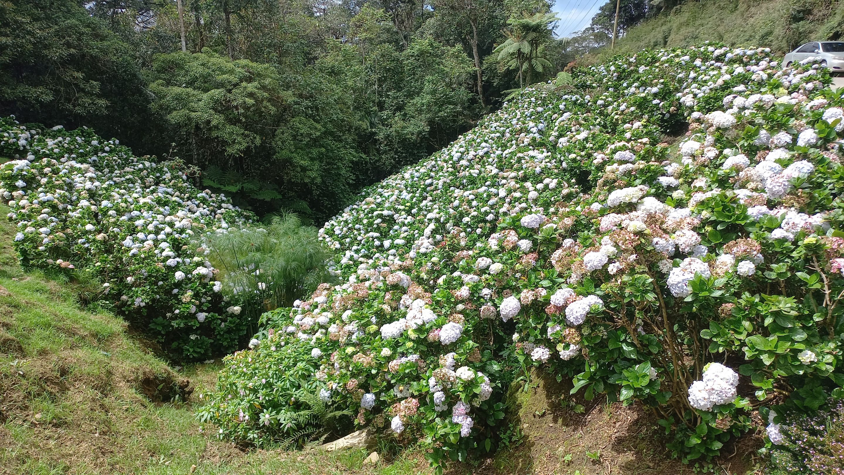 This is how a hydrangea garden looks like