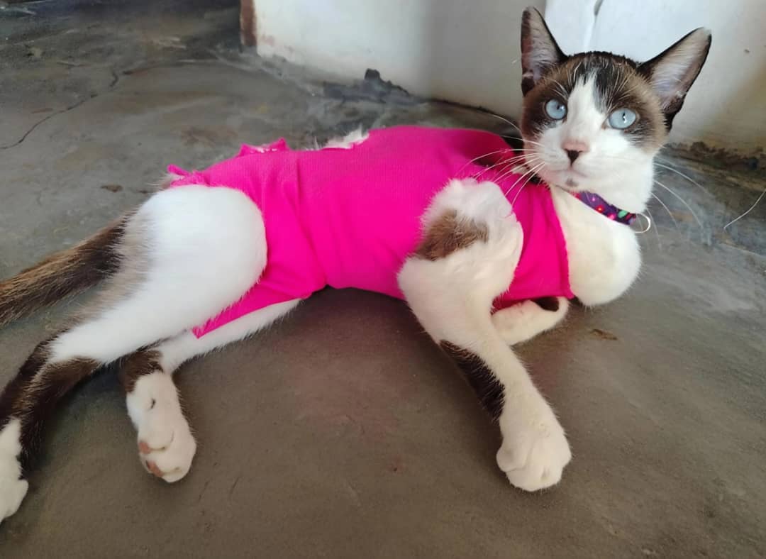 Imagen de WhatsApp 2025-10-12 a las 20.16.12_c359a343.jpg