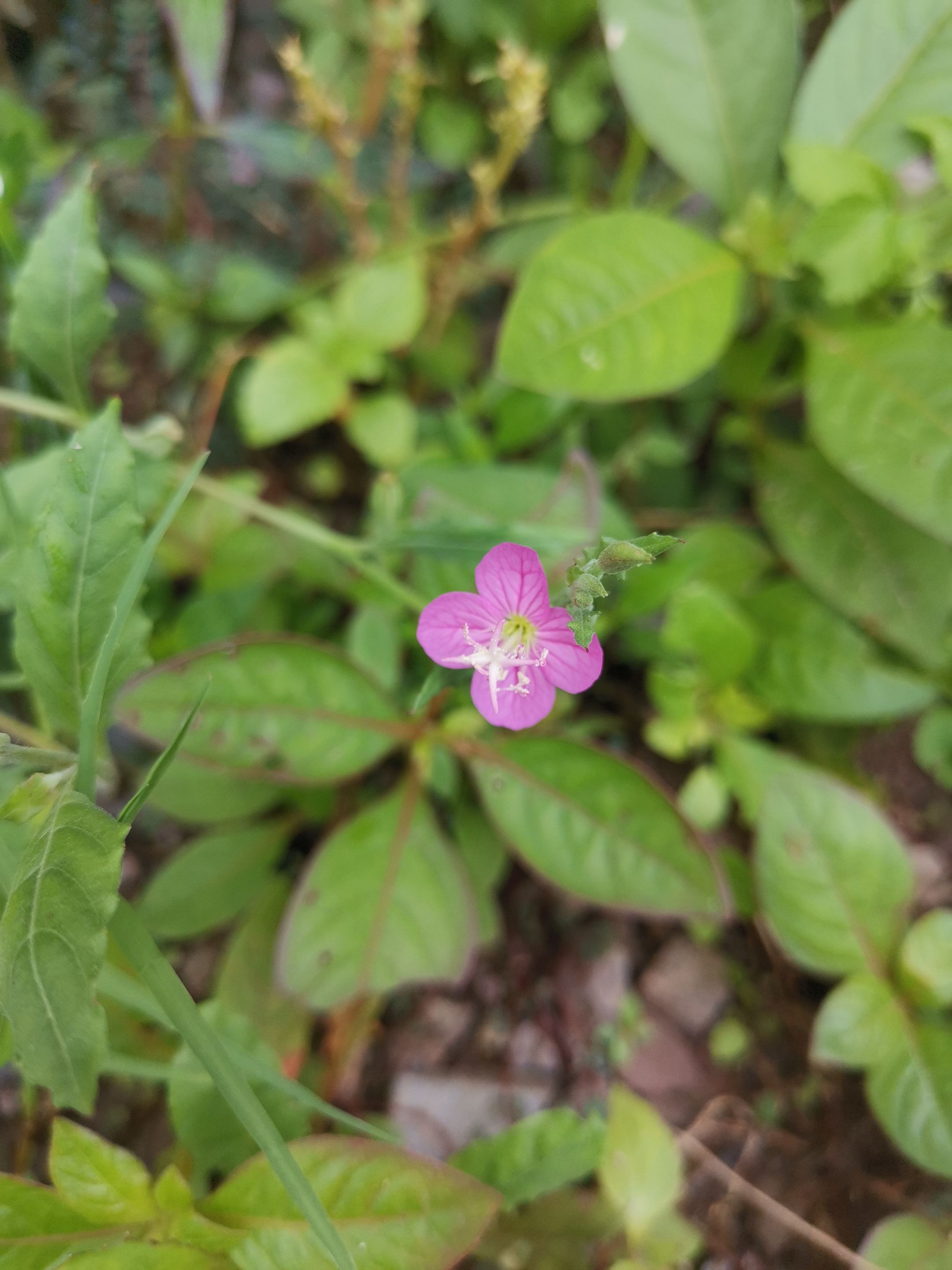 The little pink flower