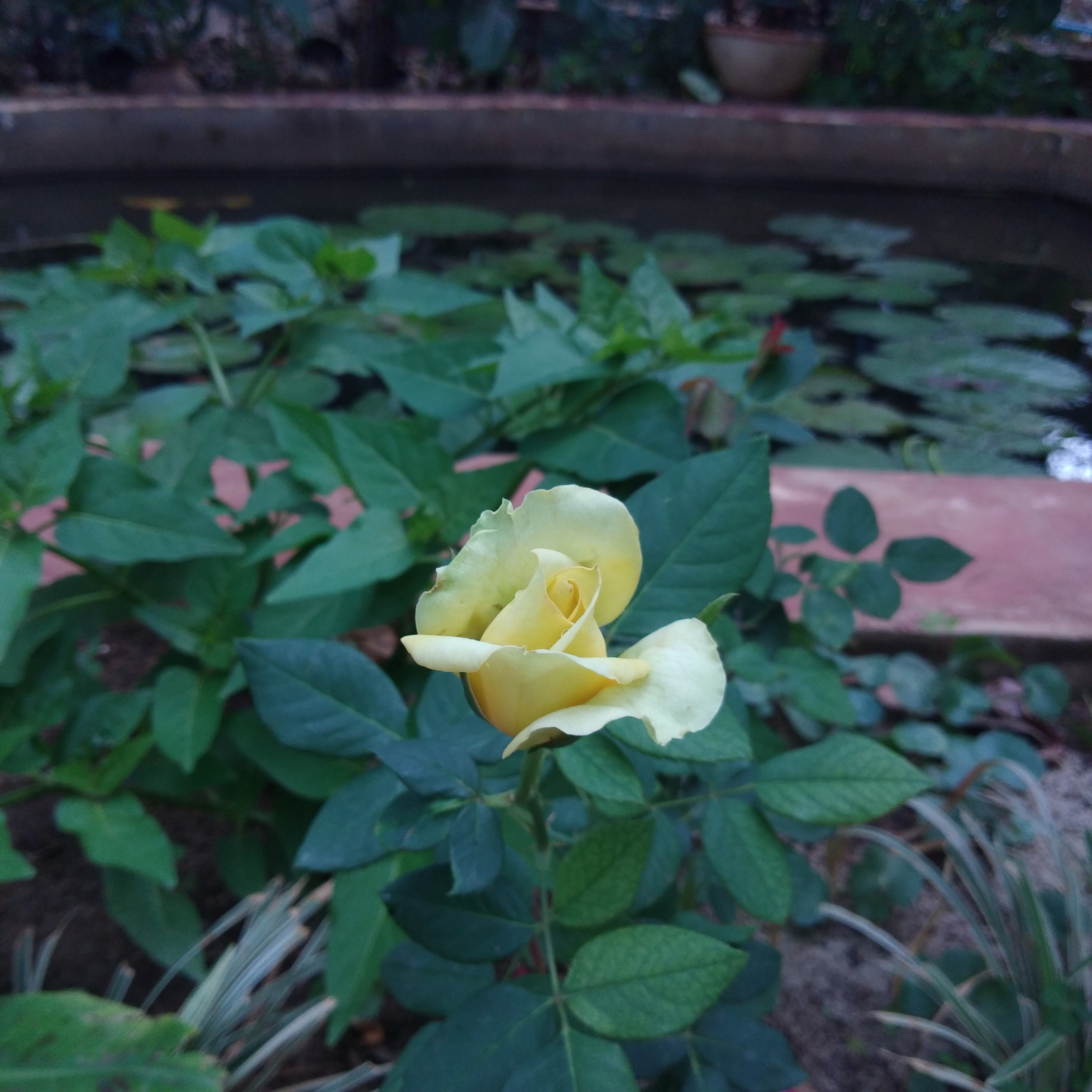 IMG_20200428_104259.jpg