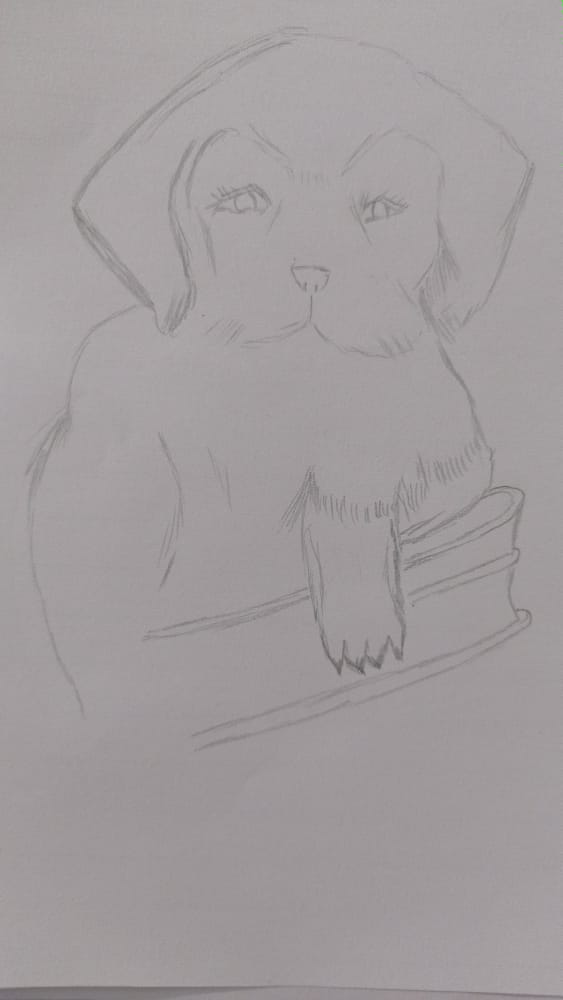 perro 2.jpeg