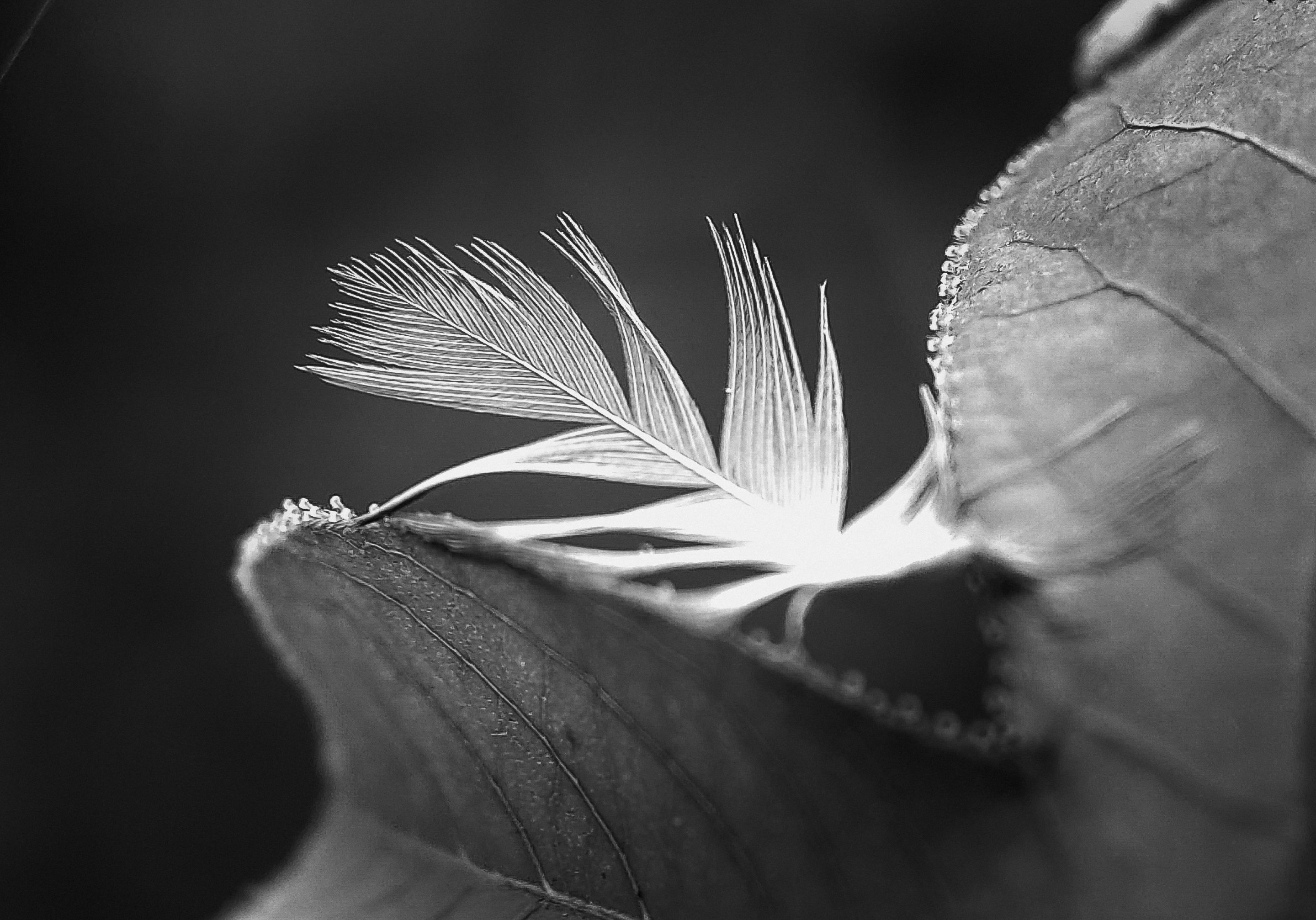Monomad: A Wing on a Leaf
