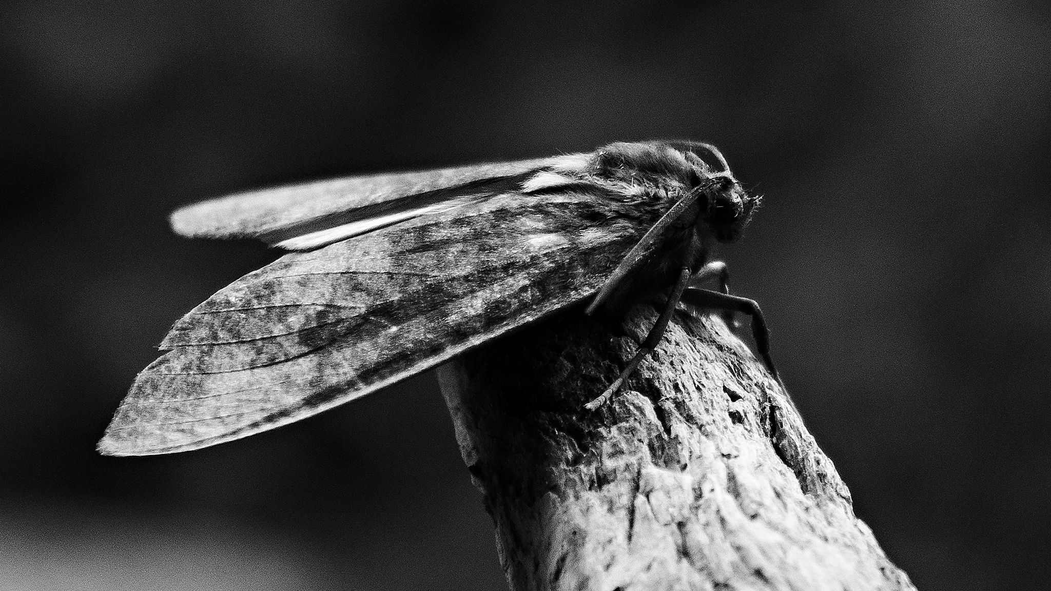 Photographing a moth [Eng/Esp]