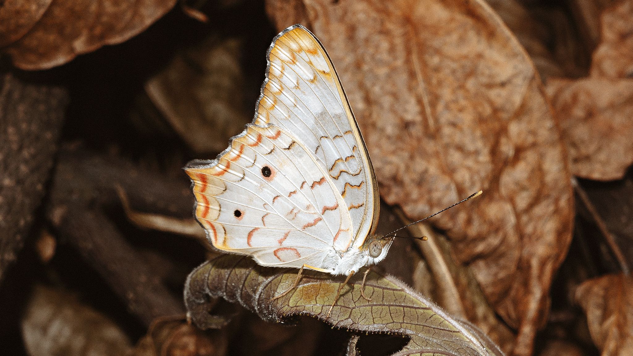 Butterfly among leaves [Eng/Esp]