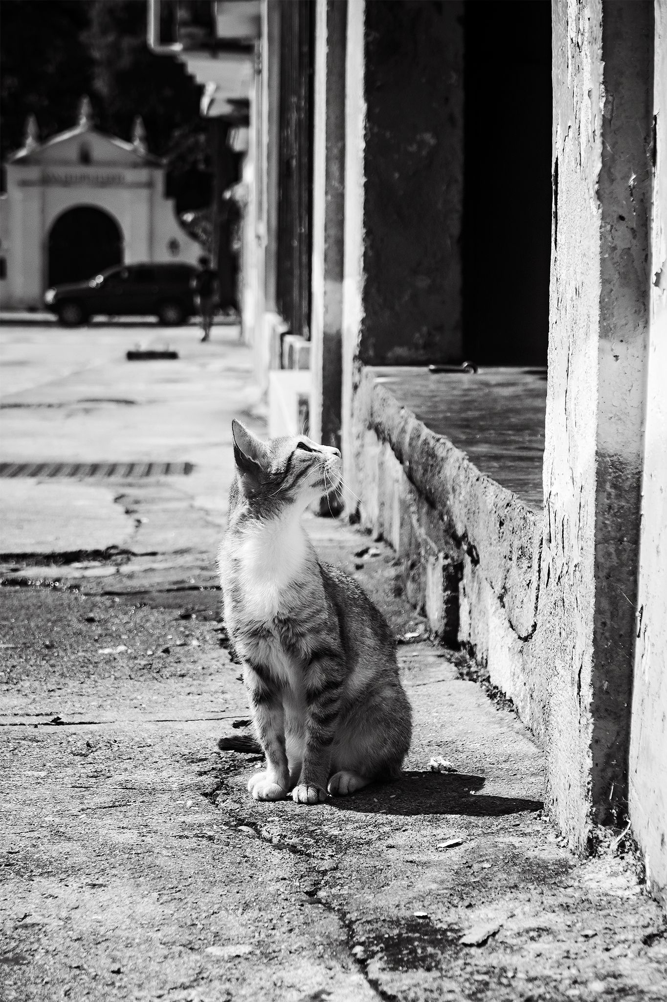 Cats on the street [Eng/Esp]