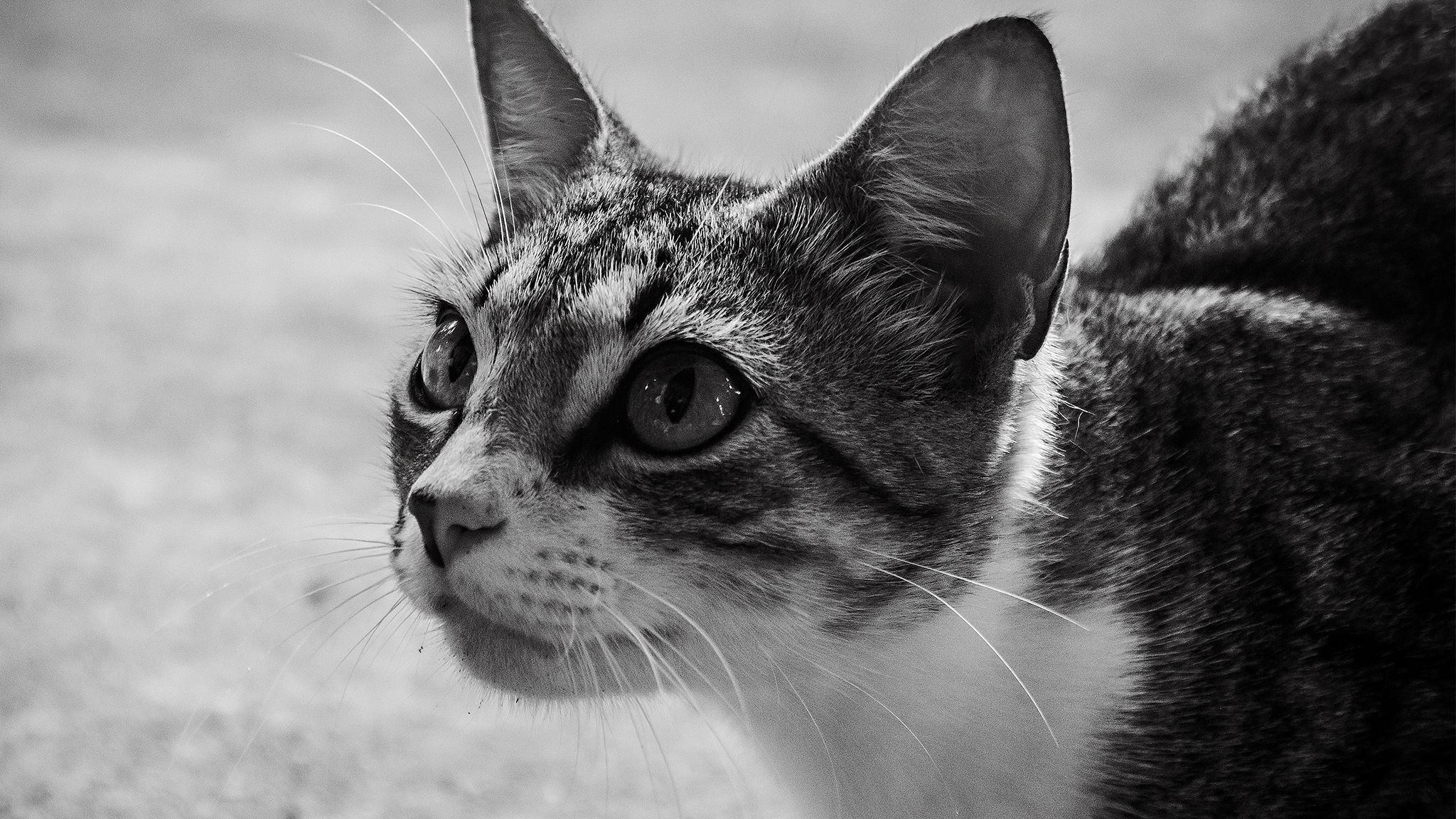 An unexpected cat visited us [Eng/Esp]