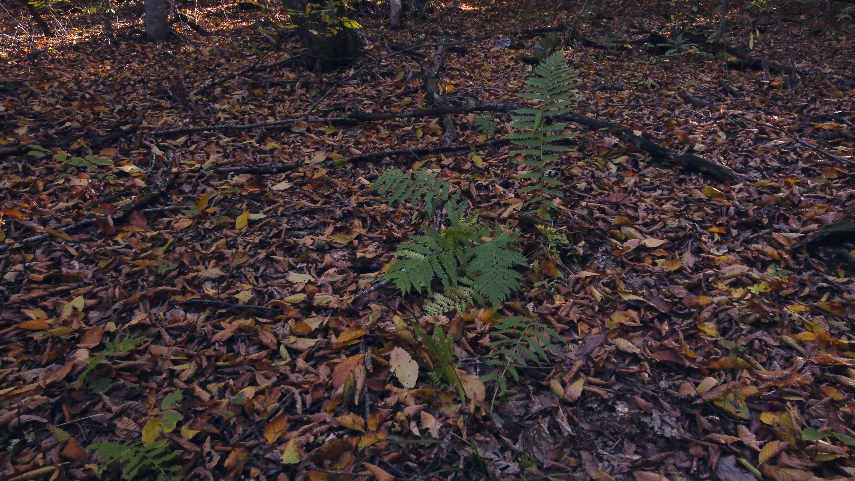 forest floor autumn fern-0005.png