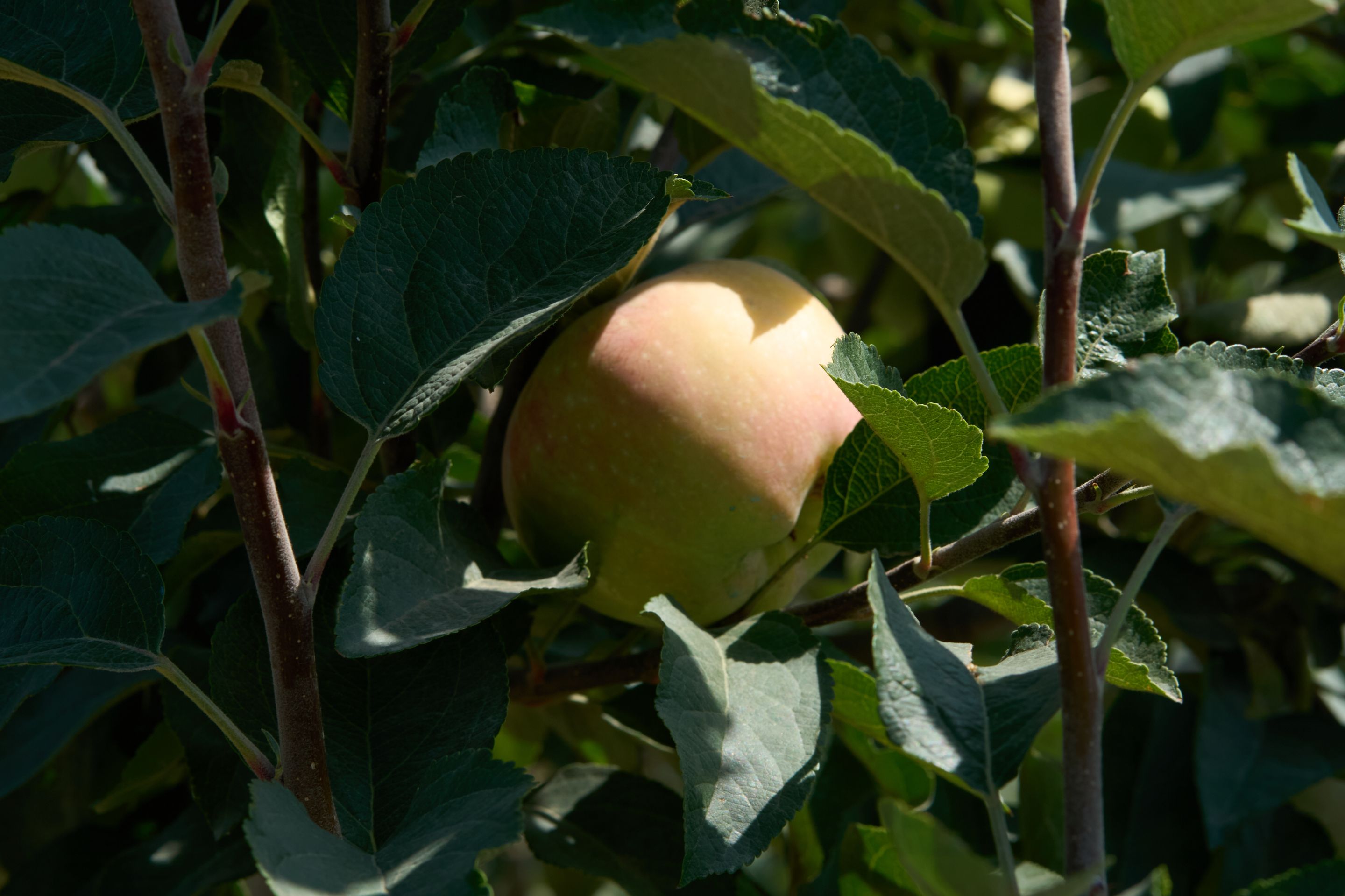 DSC09448 1.jpg