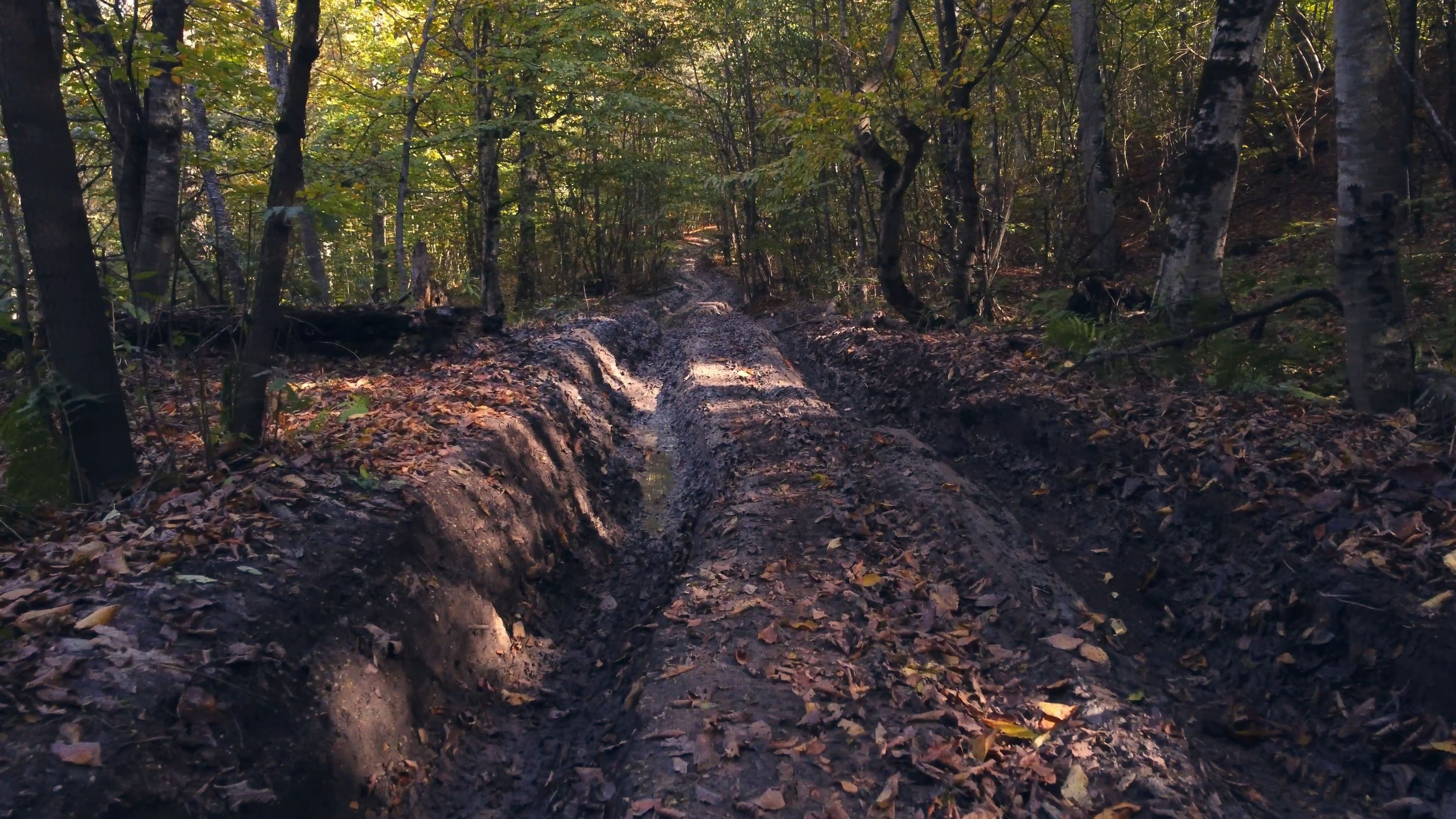 forest floor autumn flight-0006.png