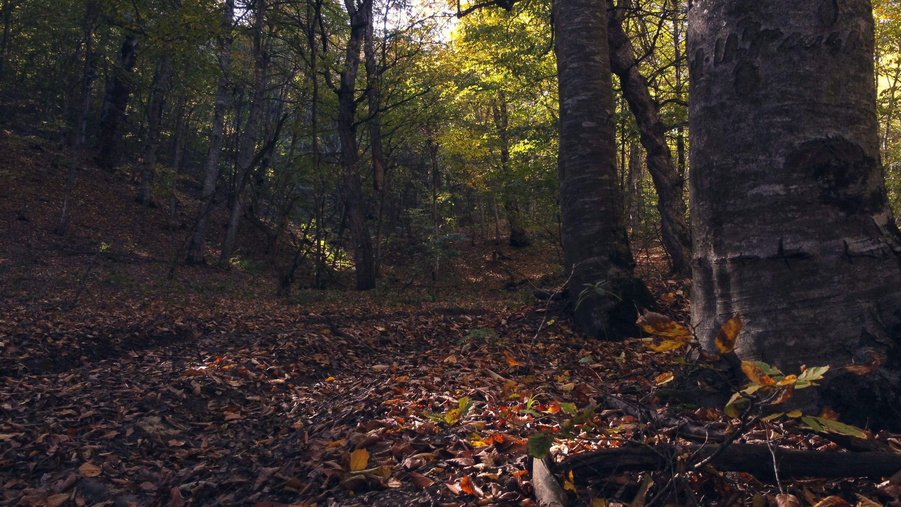 editorial man walking in woods -0007.png