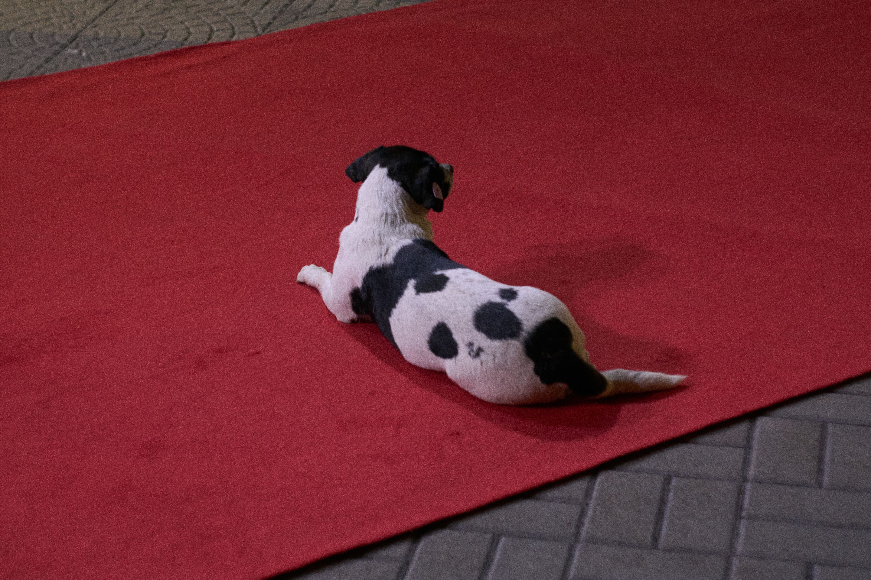 DSC00264.jpg