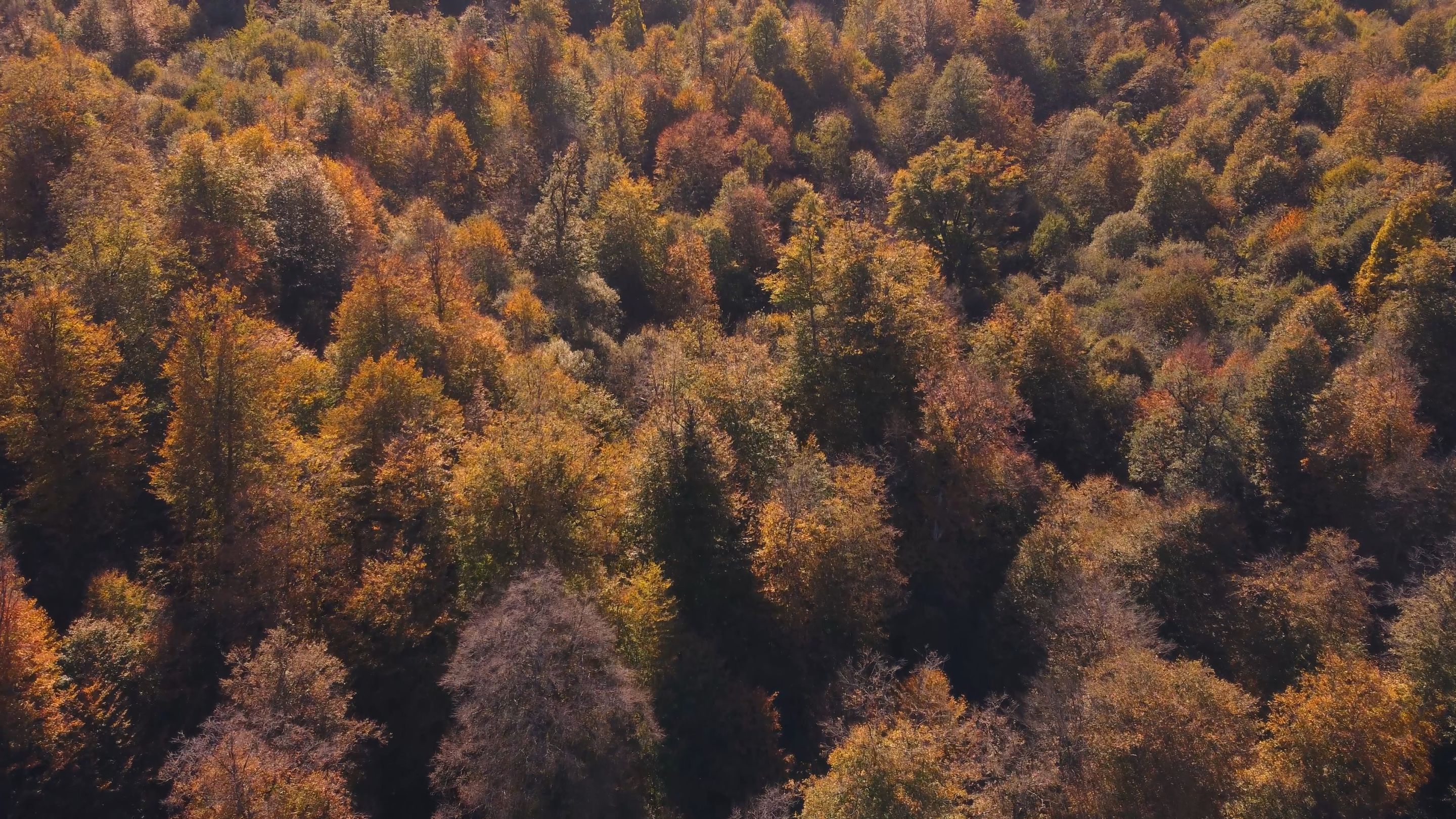 autumn forest low flight-0003.png
