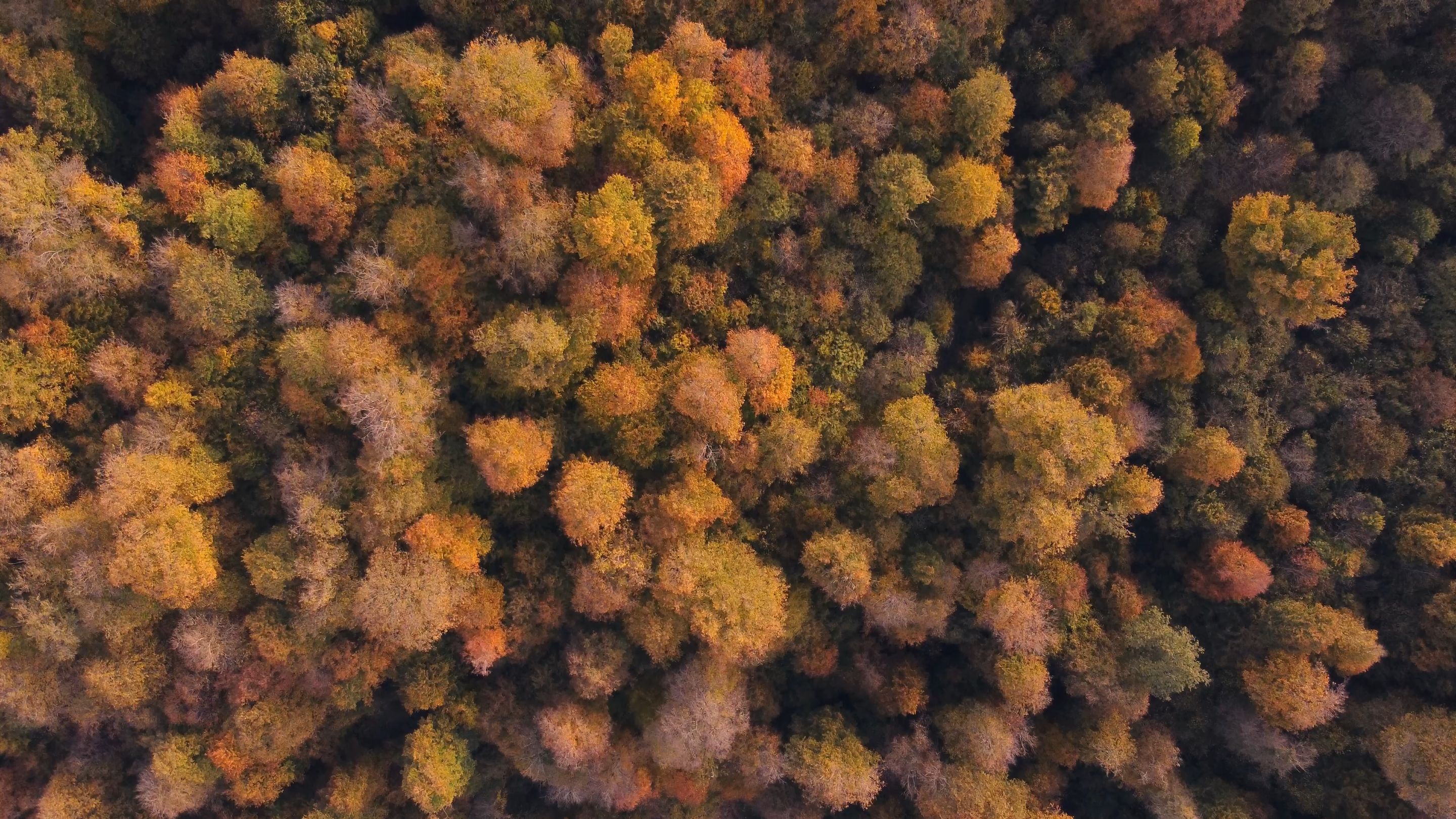 autumn forest top down aerial dilijan-0004.png