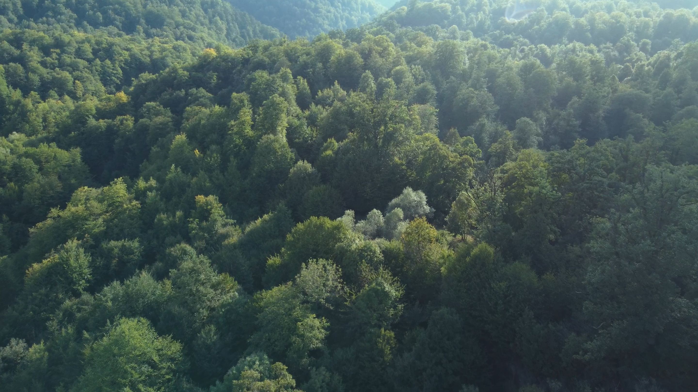 flight over dense forestry in the mountains-0005.png