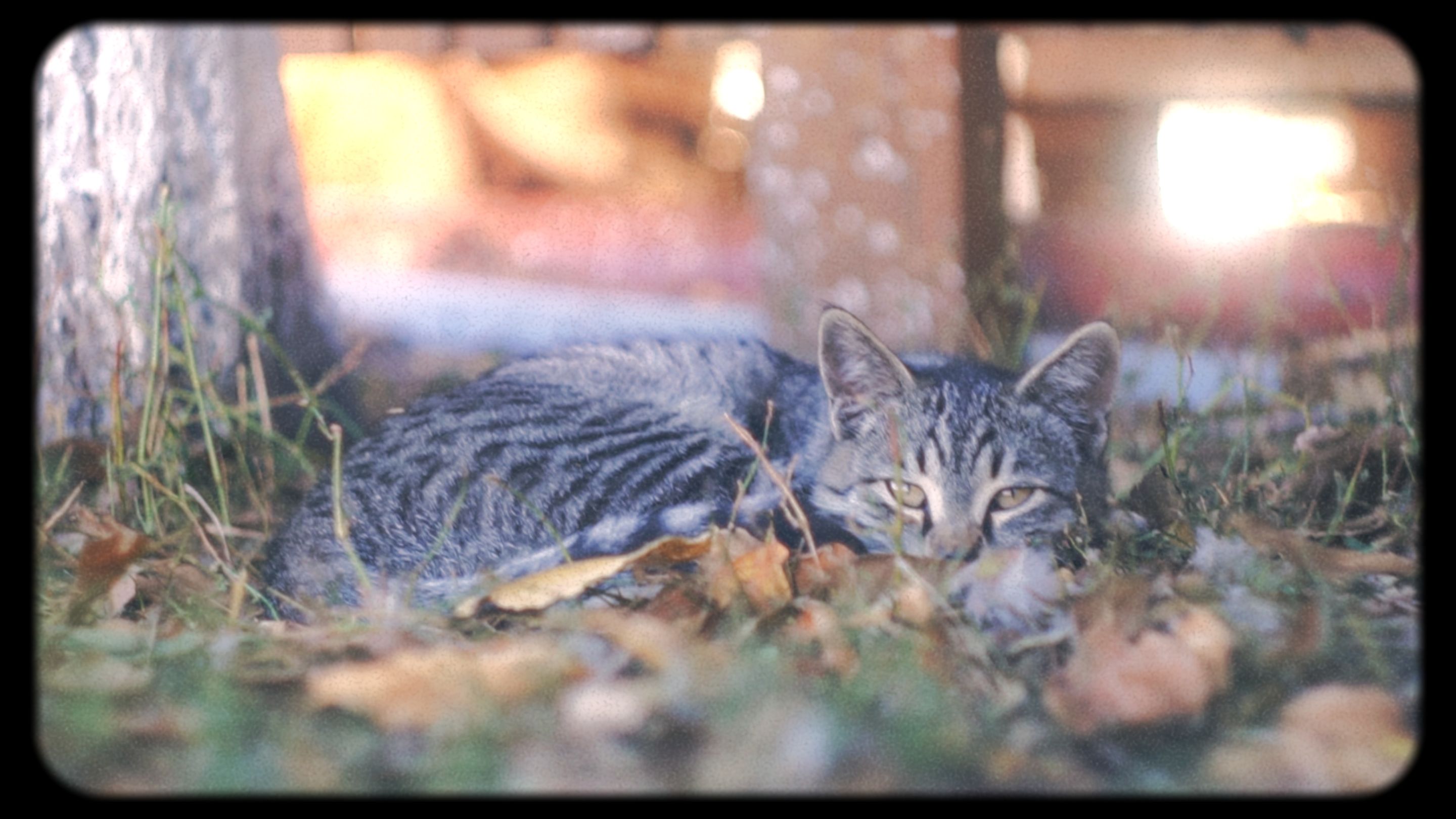 Timeline 1_01_00_34_24.jpg