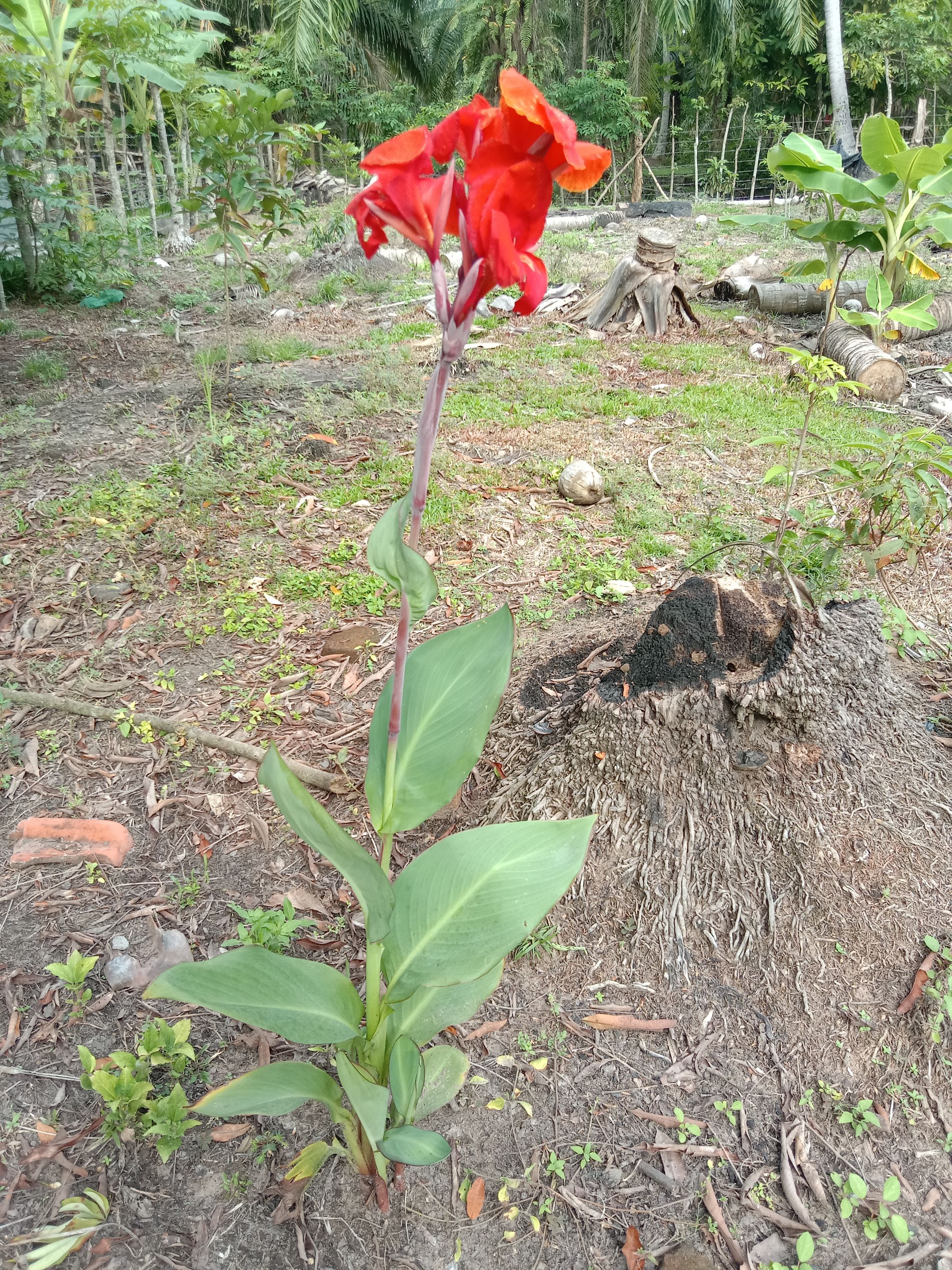 IMG_20250406_161253.jpg