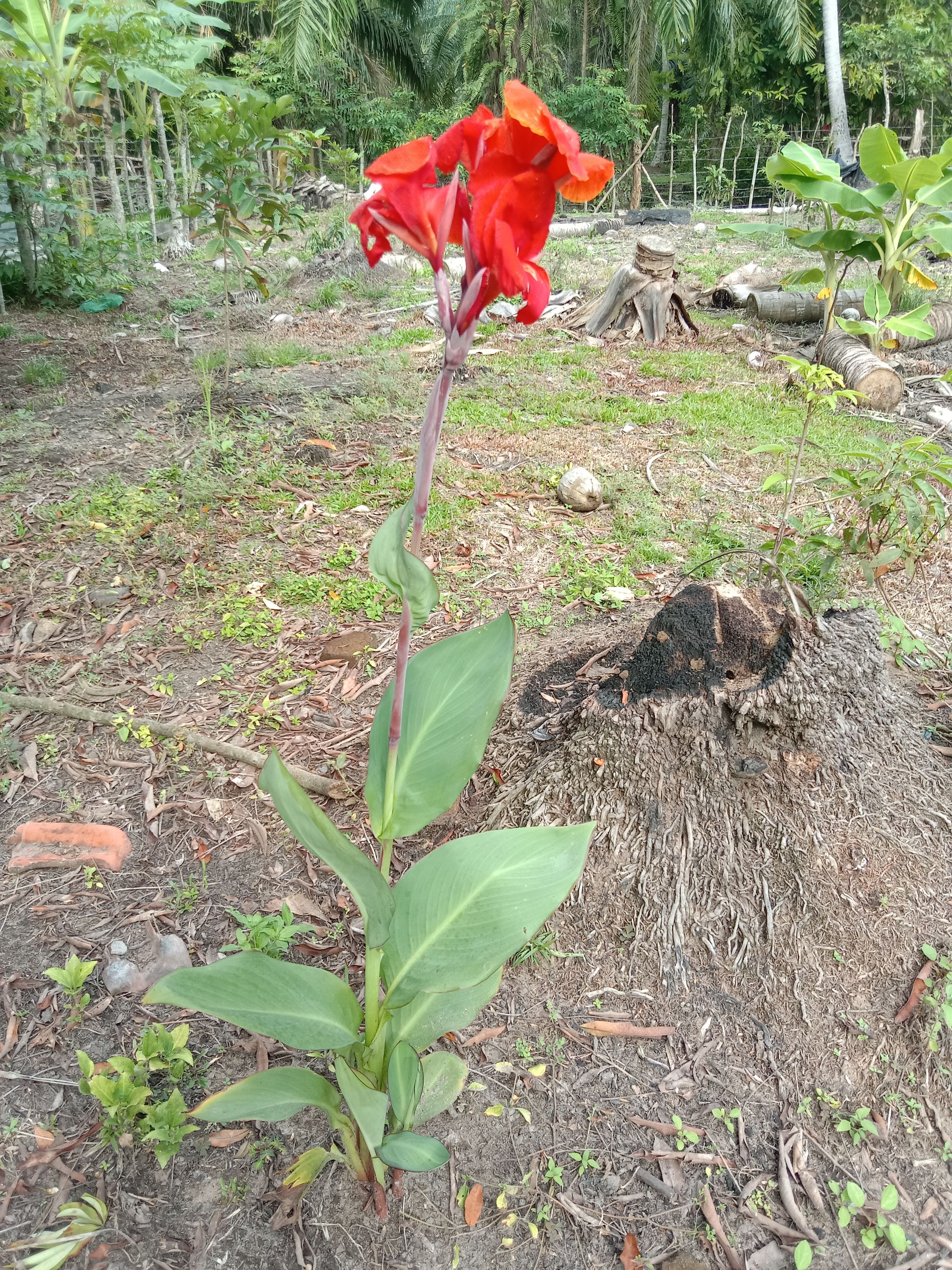 IMG_20250406_161254.jpg