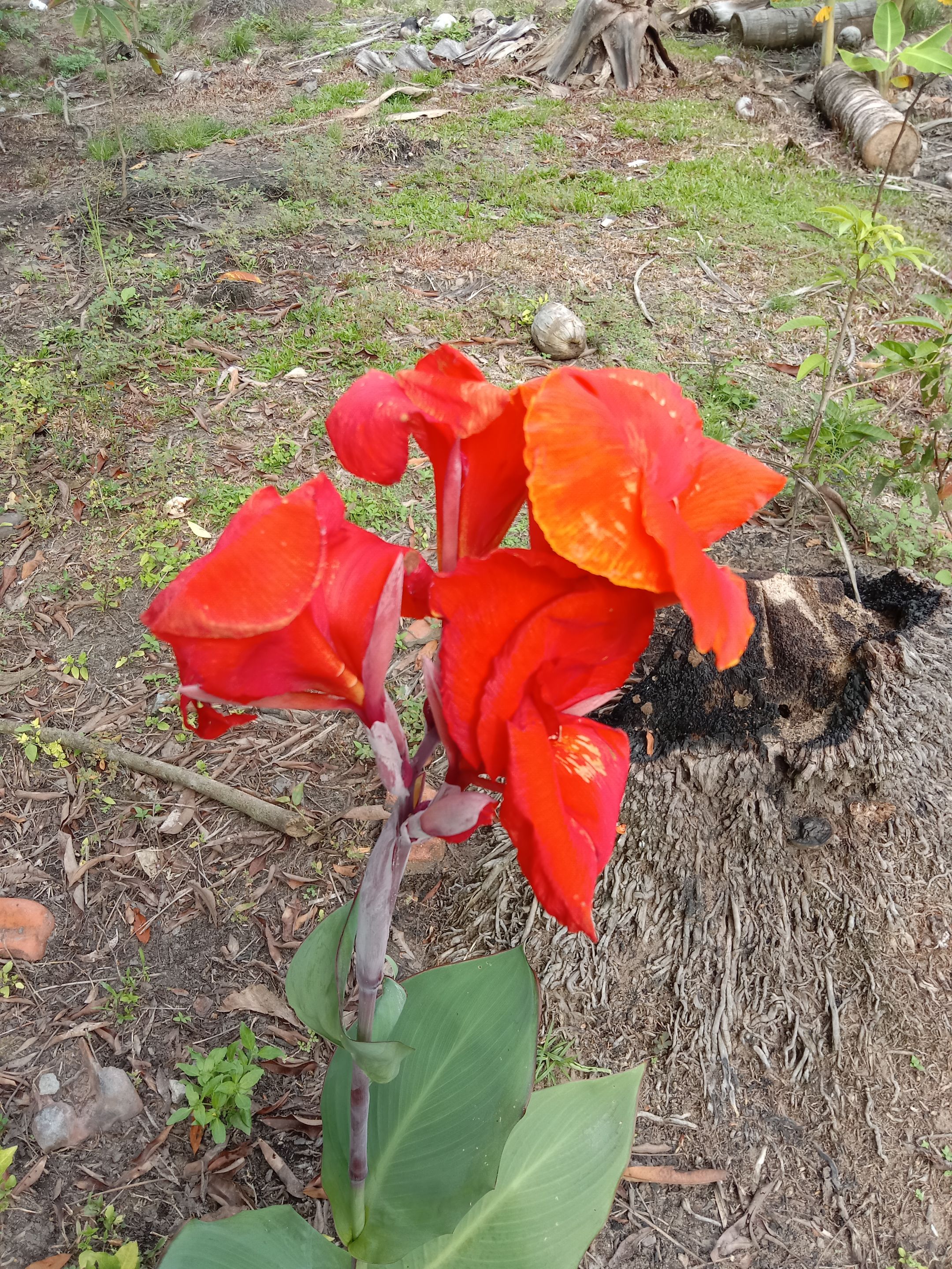 IMG_20250406_161303.jpg