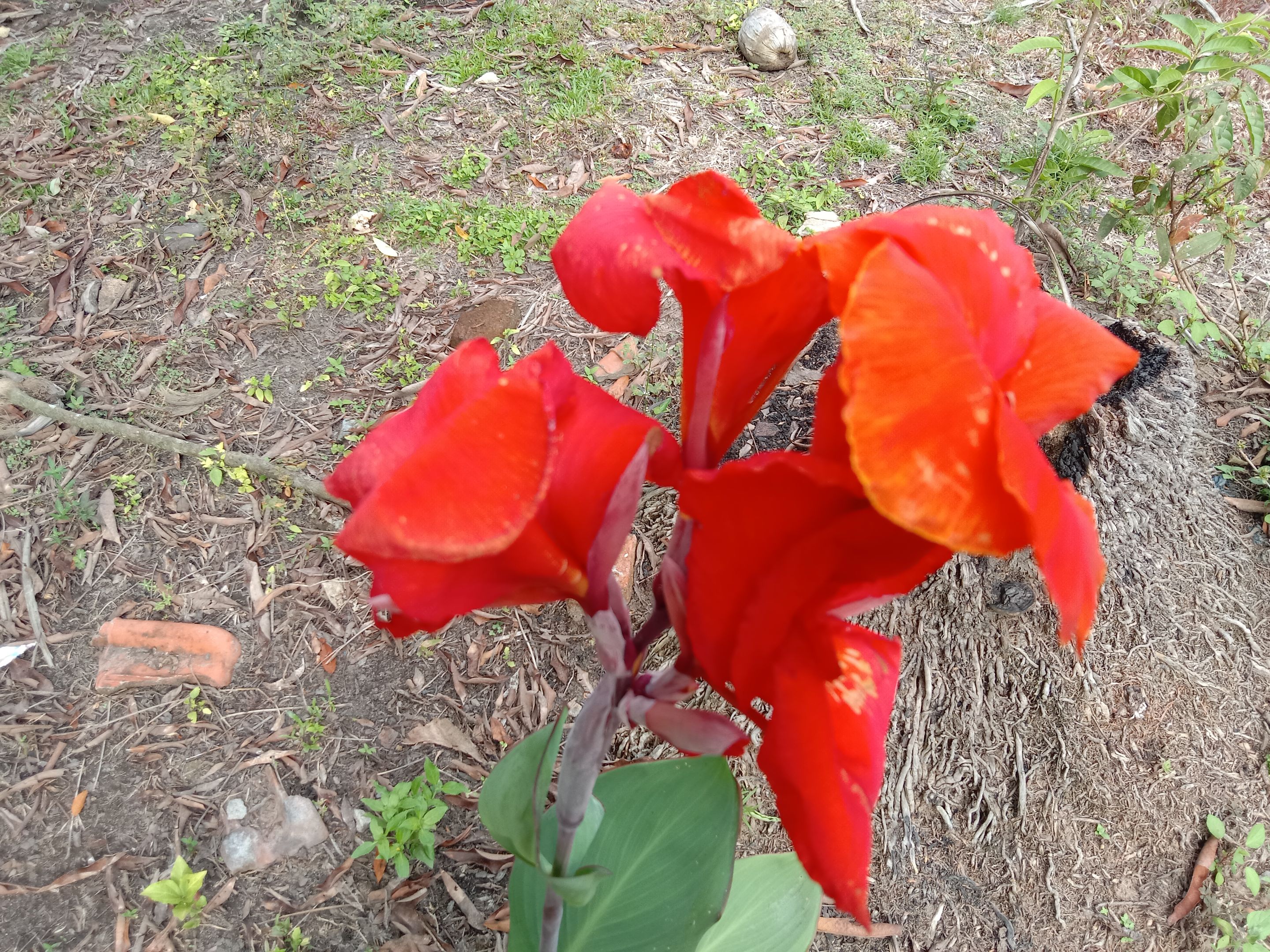 IMG_20250406_161307.jpg