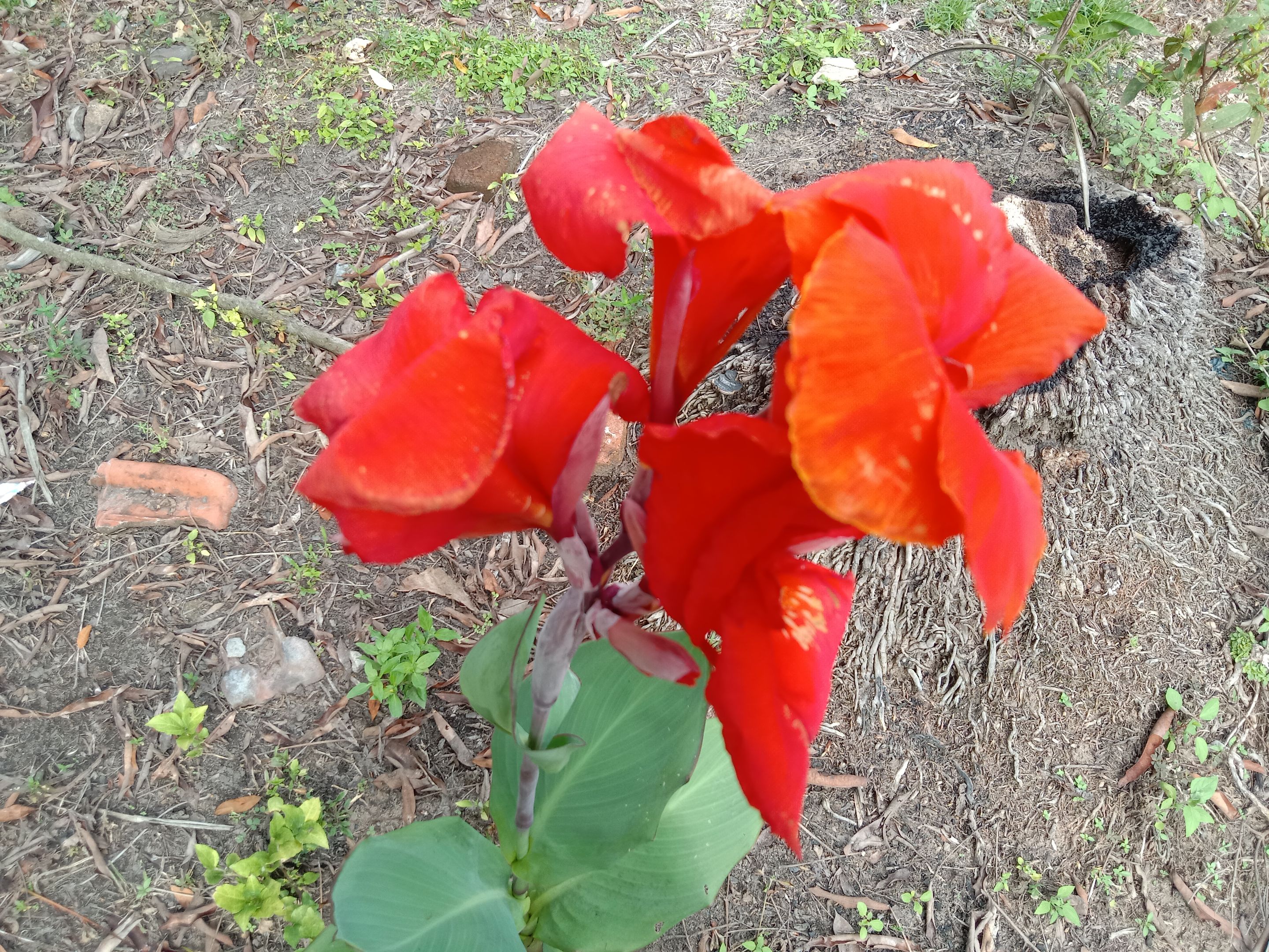 IMG_20250406_161309.jpg